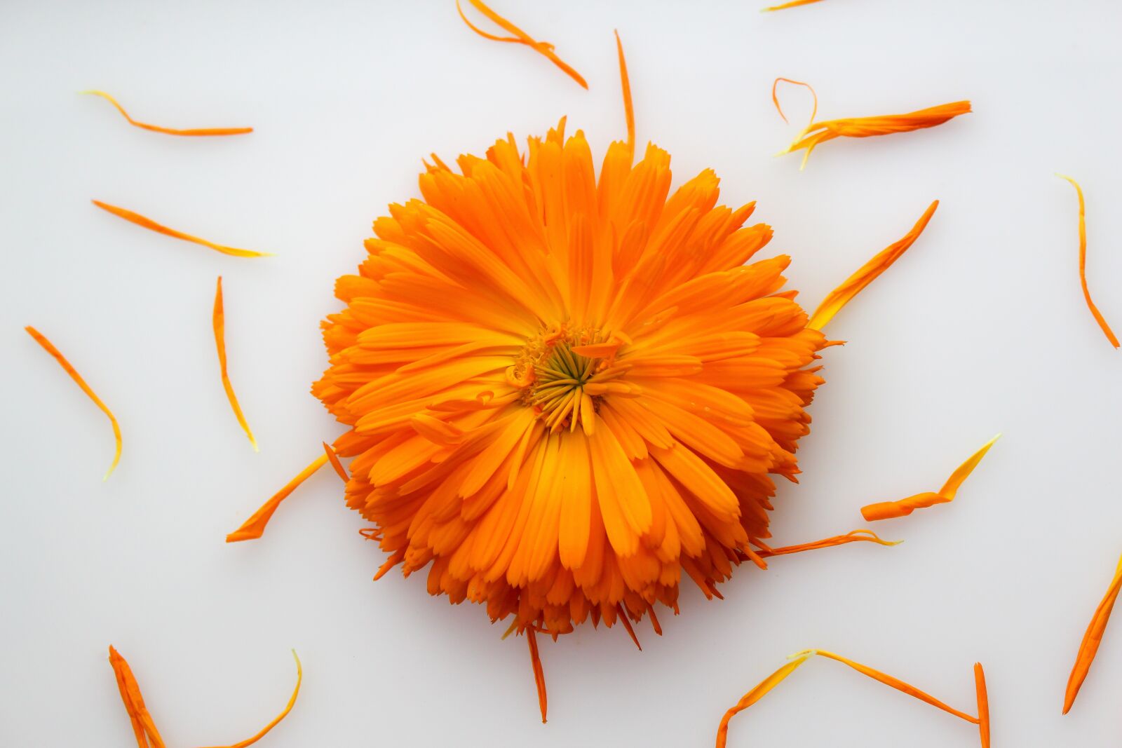 Canon EOS 700D (EOS Rebel T5i / EOS Kiss X7i) sample photo. Calendula, orange, flower photography