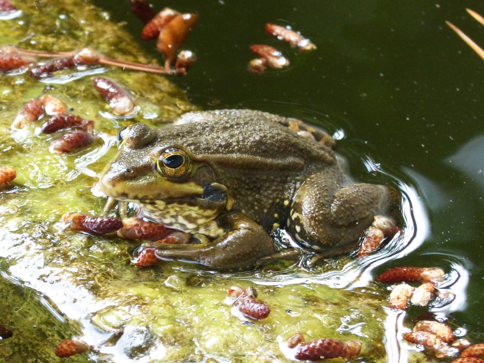 Panasonic DMC-FZ62 sample photo. Frog, batrachian, pond photography