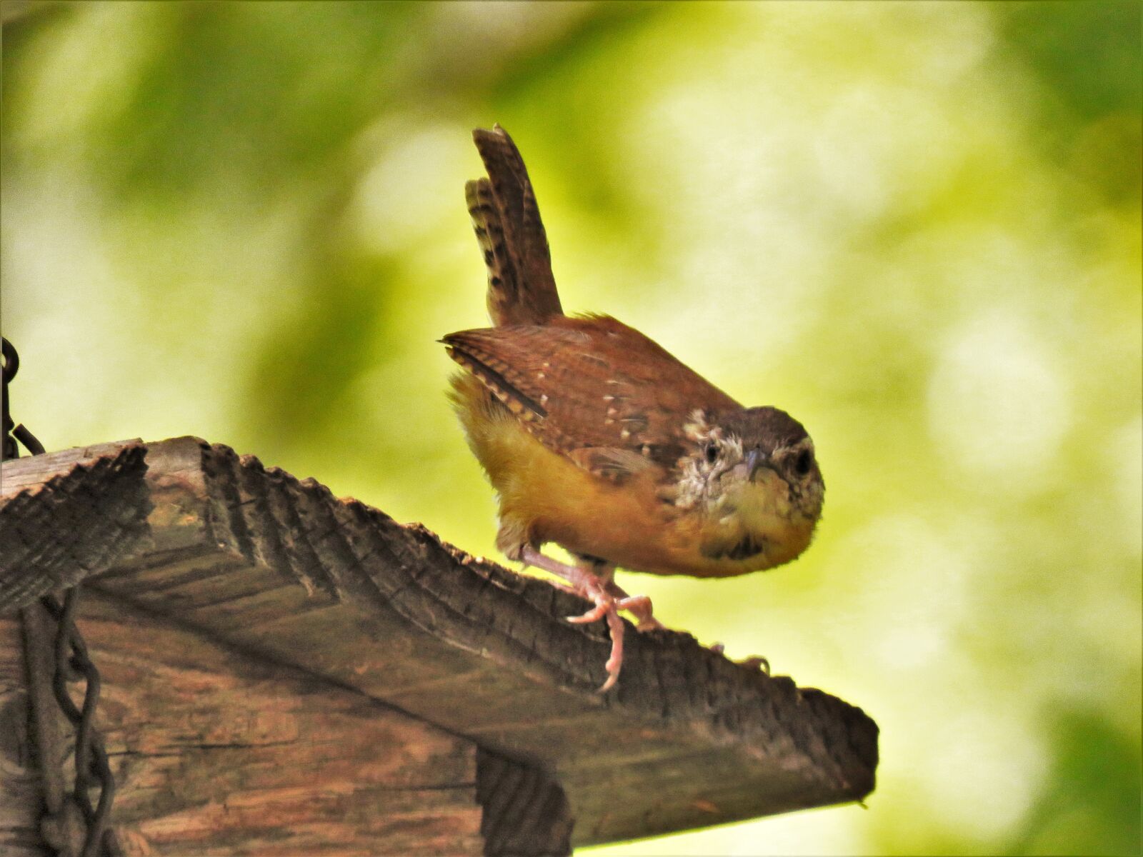 Canon PowerShot SX60 HS sample photo. Bird, up close, funny photography