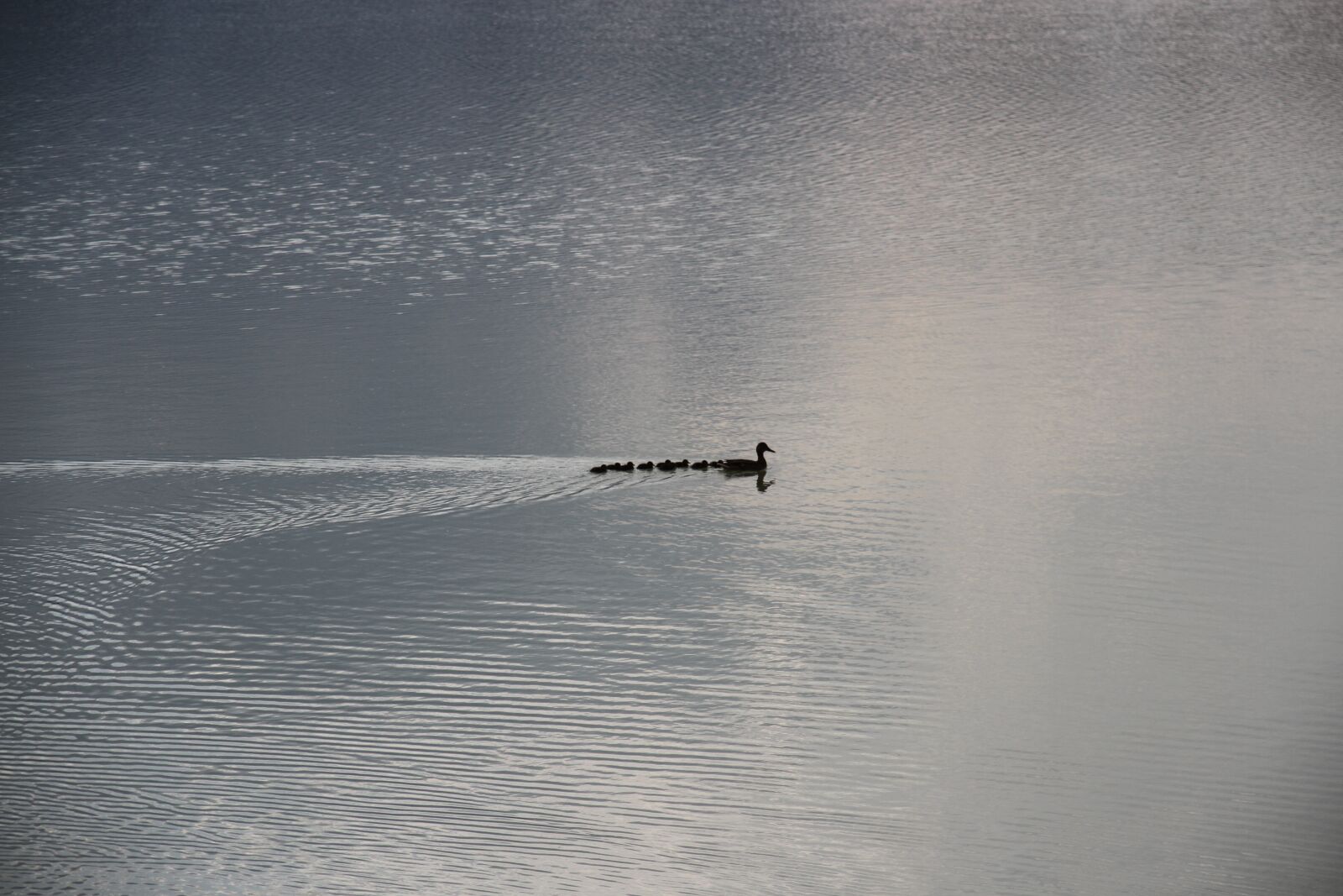 Canon EOS 7D sample photo. Duck family, river, lake photography