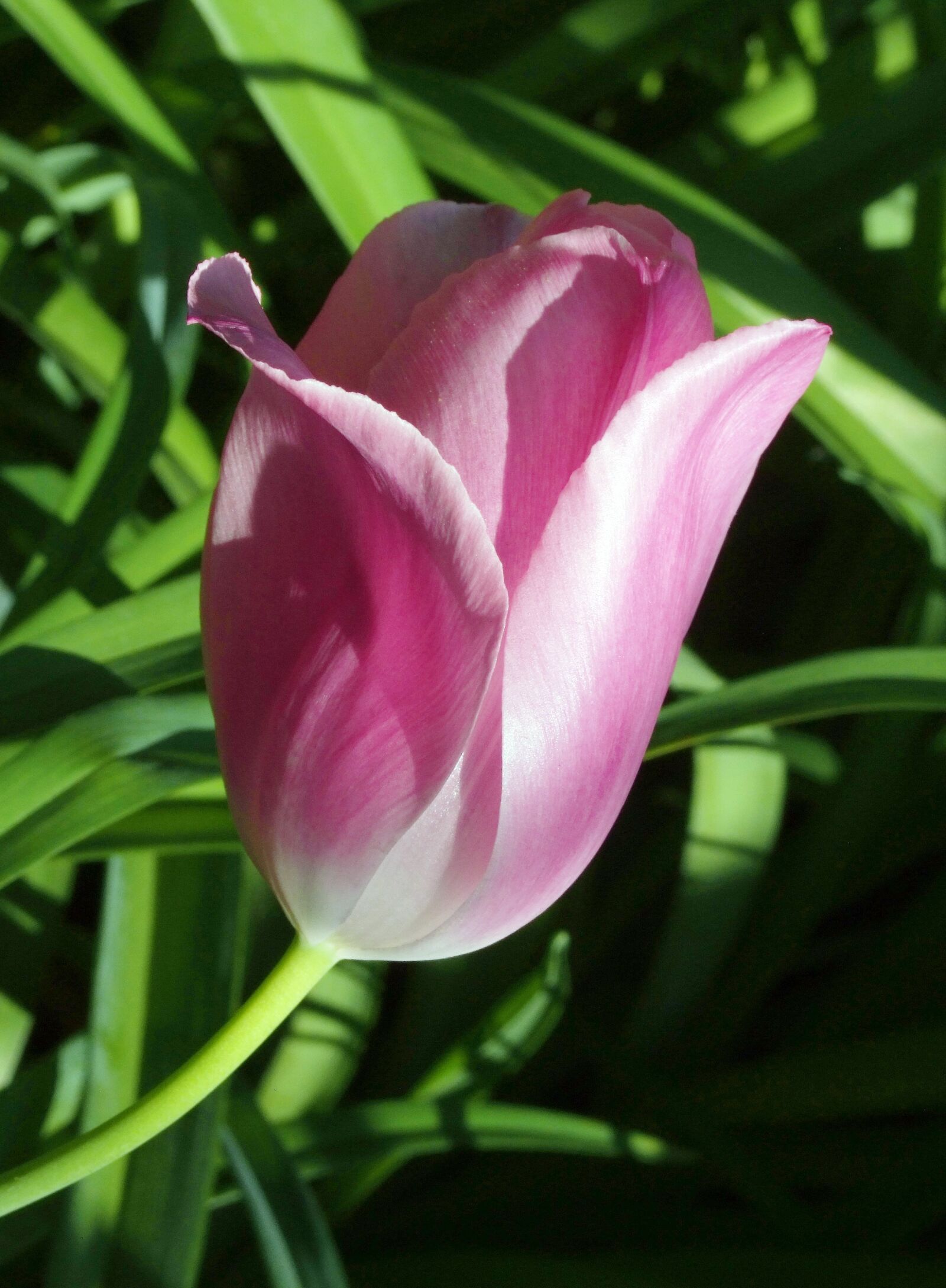 Fujifilm FinePix S100fs sample photo. Tulip, pink, garden photography