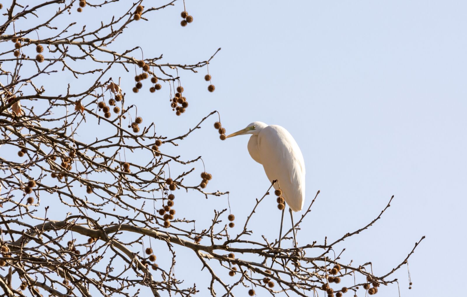Nikon D7200 sample photo. Birds, flights, nature photography