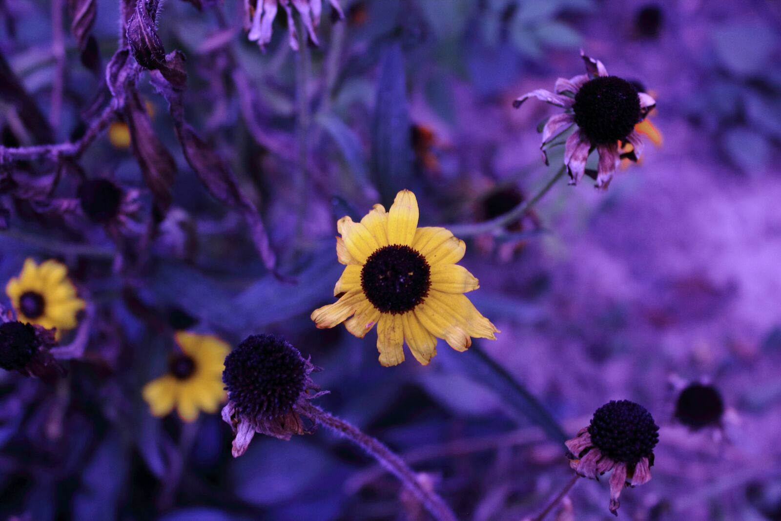 Canon EOS 1100D (EOS Rebel T3 / EOS Kiss X50) sample photo. Cold, autumn, frost photography
