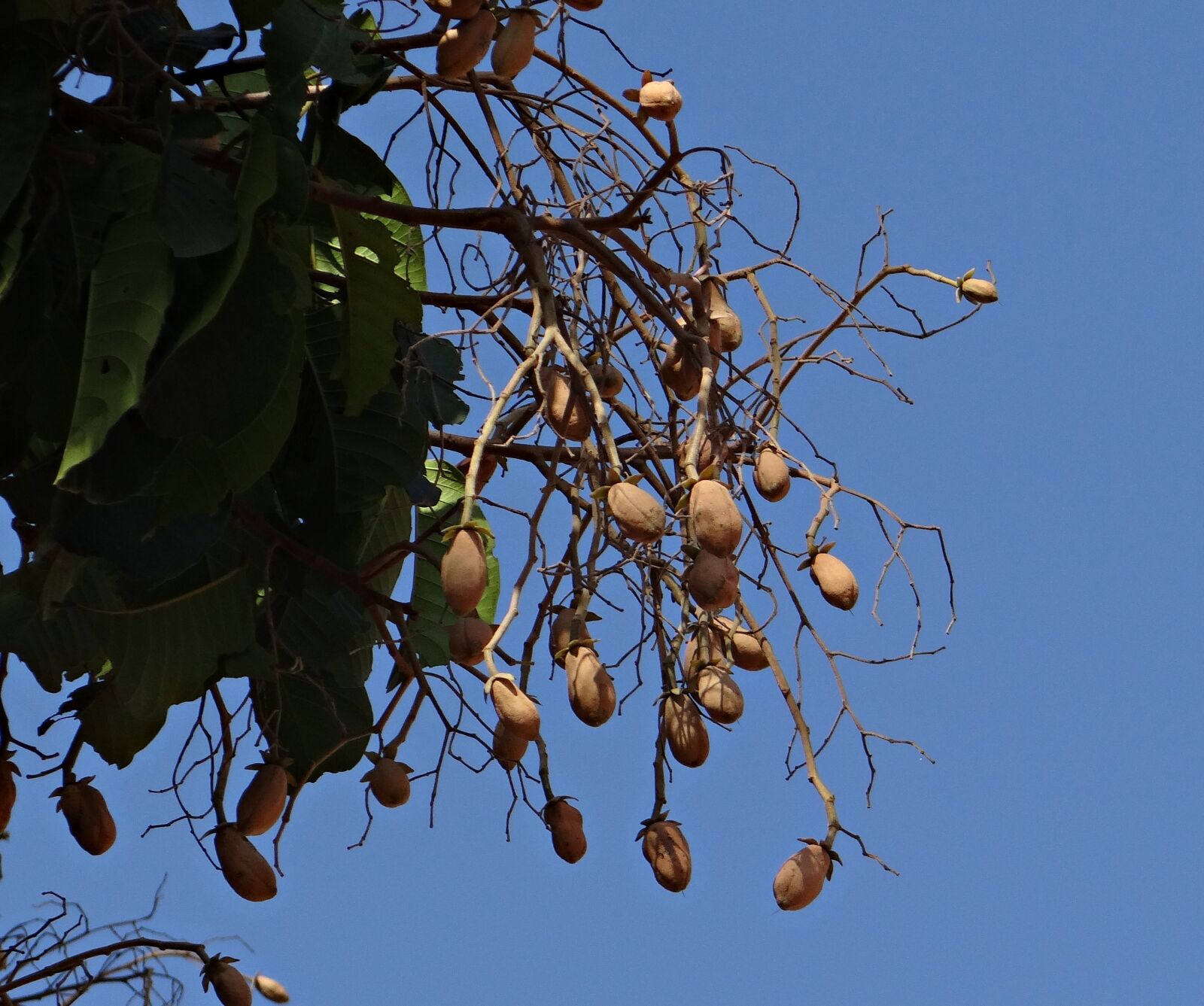 Sony DSC-HX200V sample photo. Indian copal, malabar tallow photography