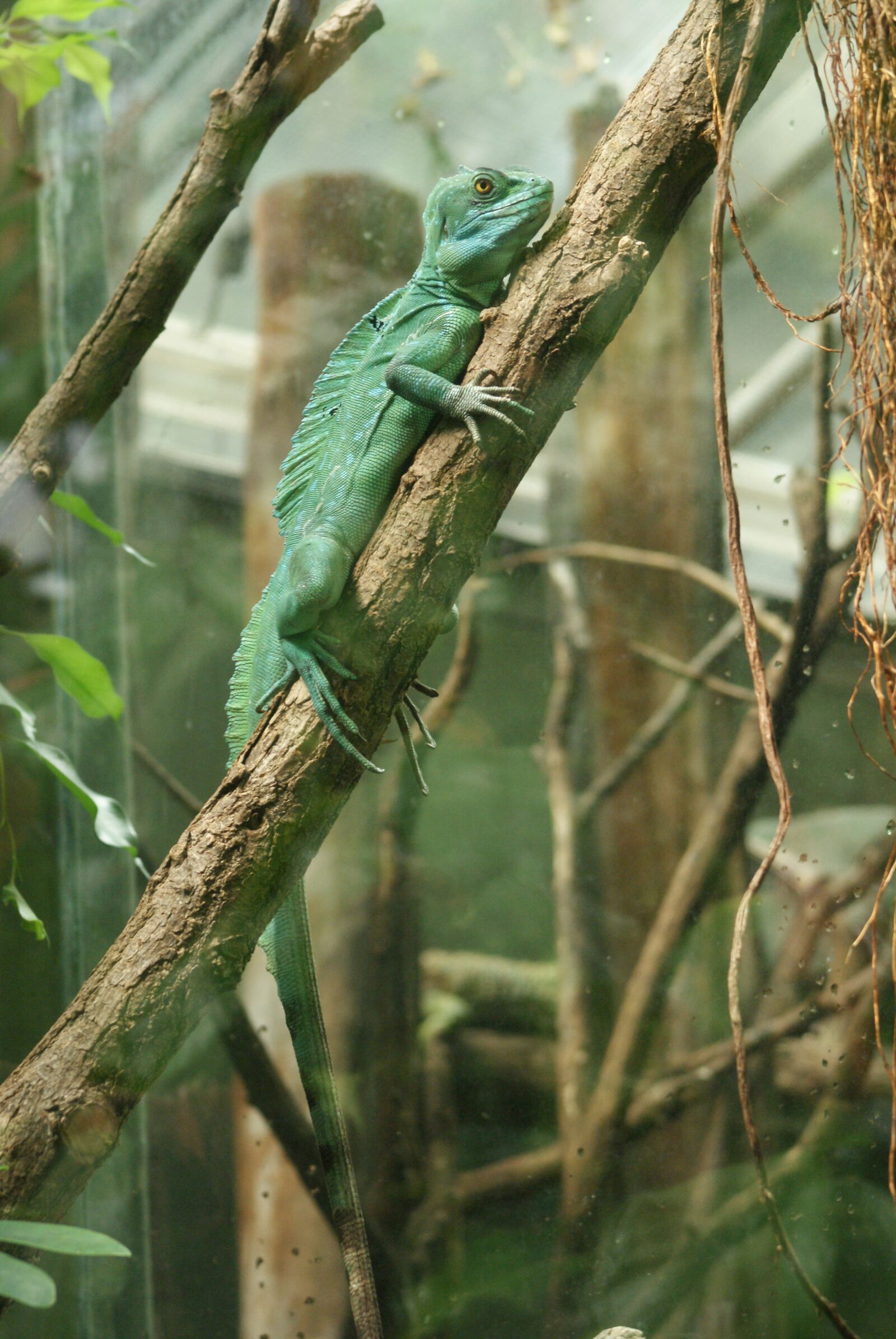 Sony Alpha DSLR-A200 sample photo. Lizard, zoo, tropical photography