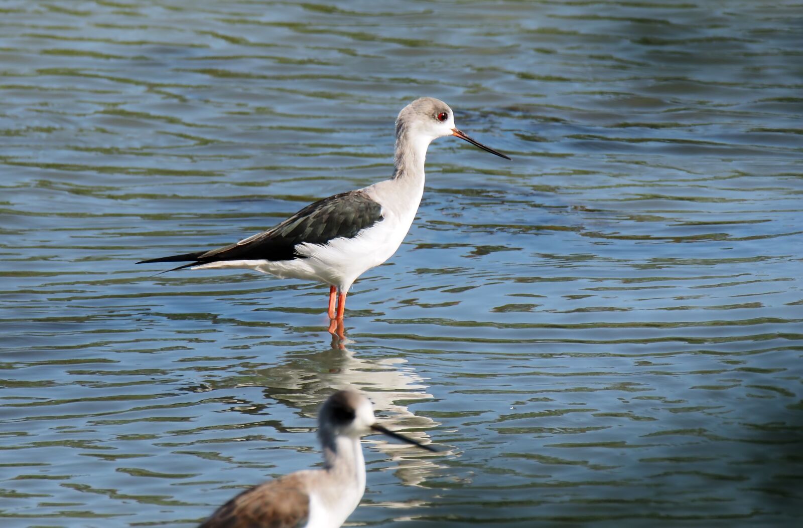 Olympus OM-D E-M1 sample photo. Outdoor, bird, wild photography
