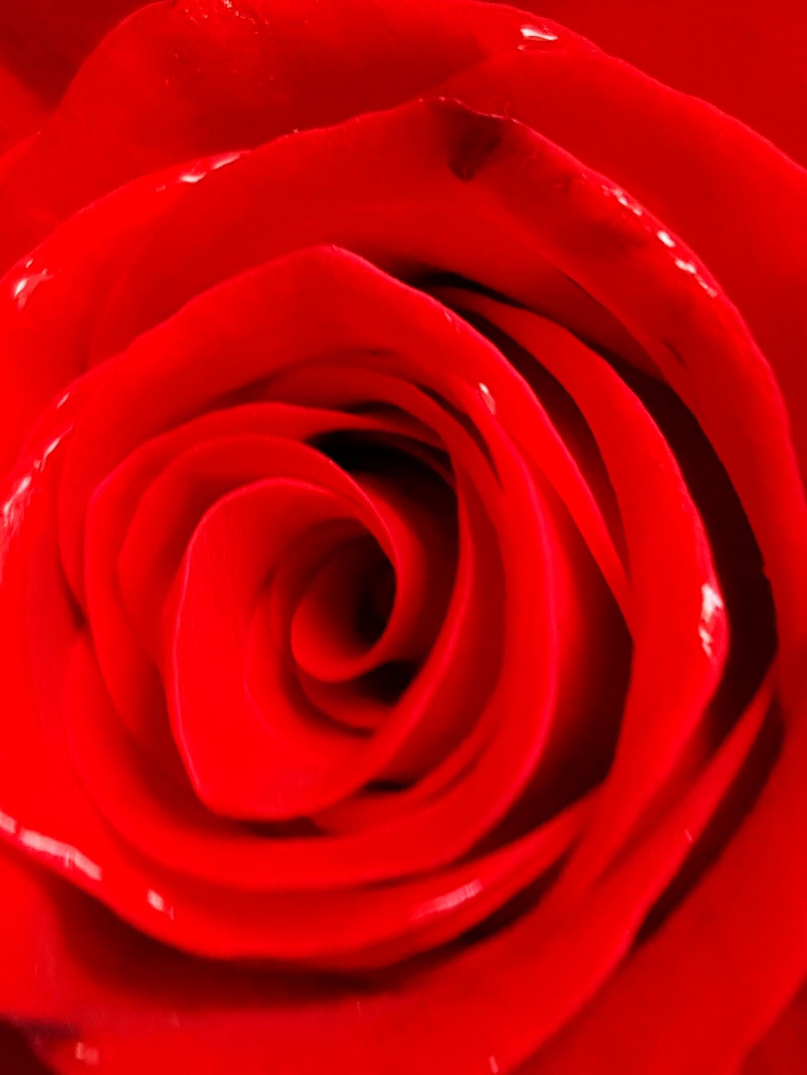 Samsung Galaxy S7 sample photo. Rose, flower photography