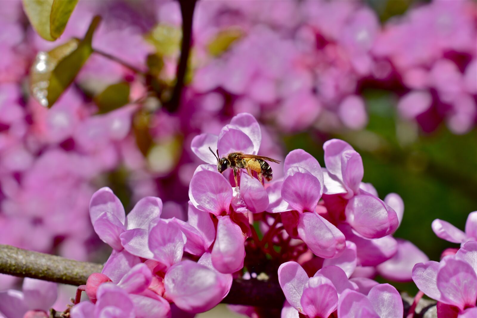 Nikon D5600 sample photo. Flower, pink, tree photography