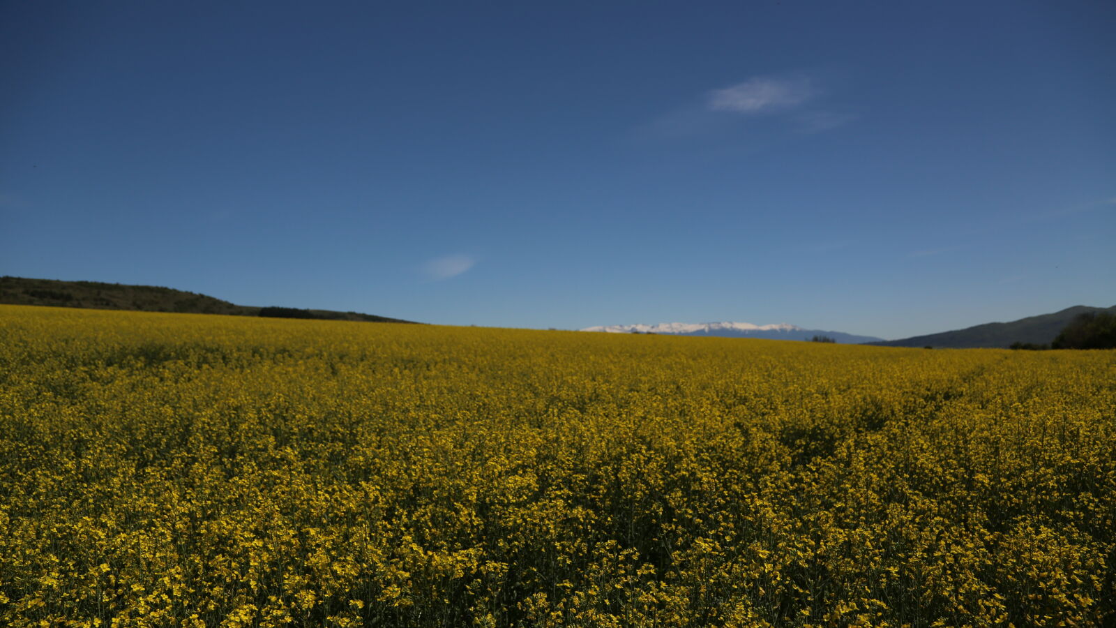 Canon EF 24-105mm F4L IS USM sample photo. Blue, bulgaria, field, flowers photography