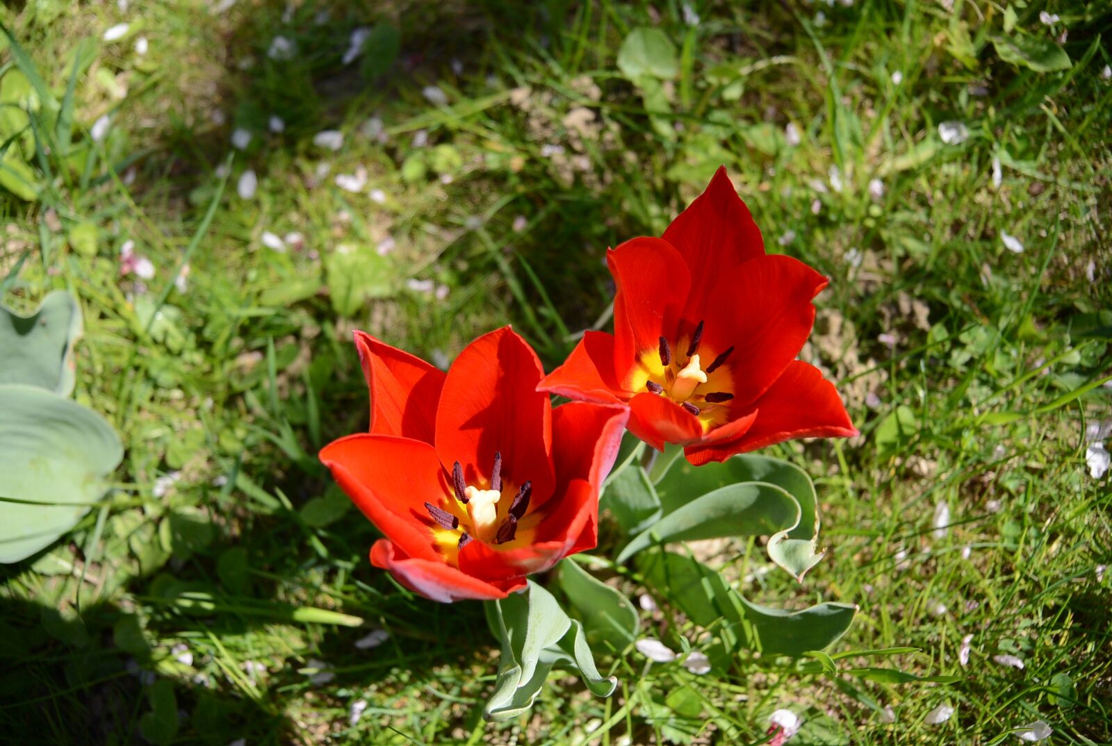 Nikon 1 Nikkor 11-27.5mm F3.5-5.6 sample photo. Tulips, garden, flowers photography