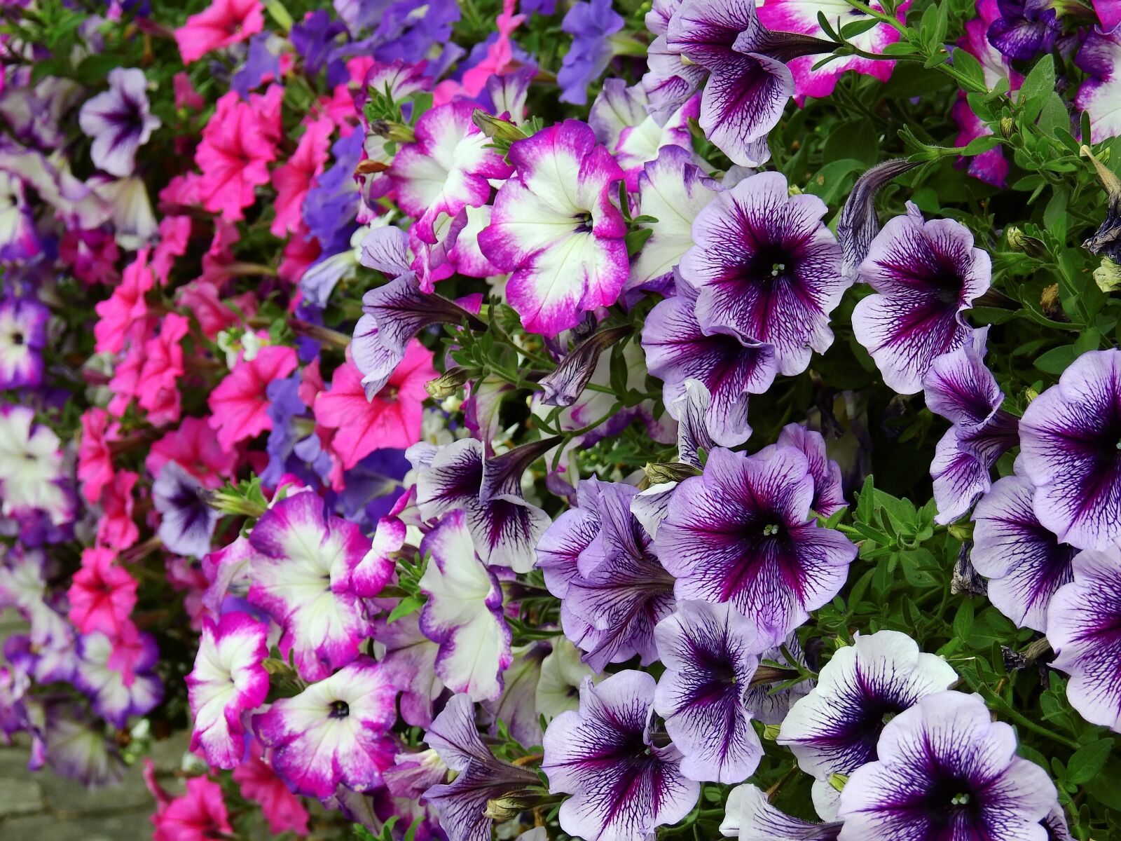Nikon Coolpix P900 sample photo. Flowers, blossom, bloom photography