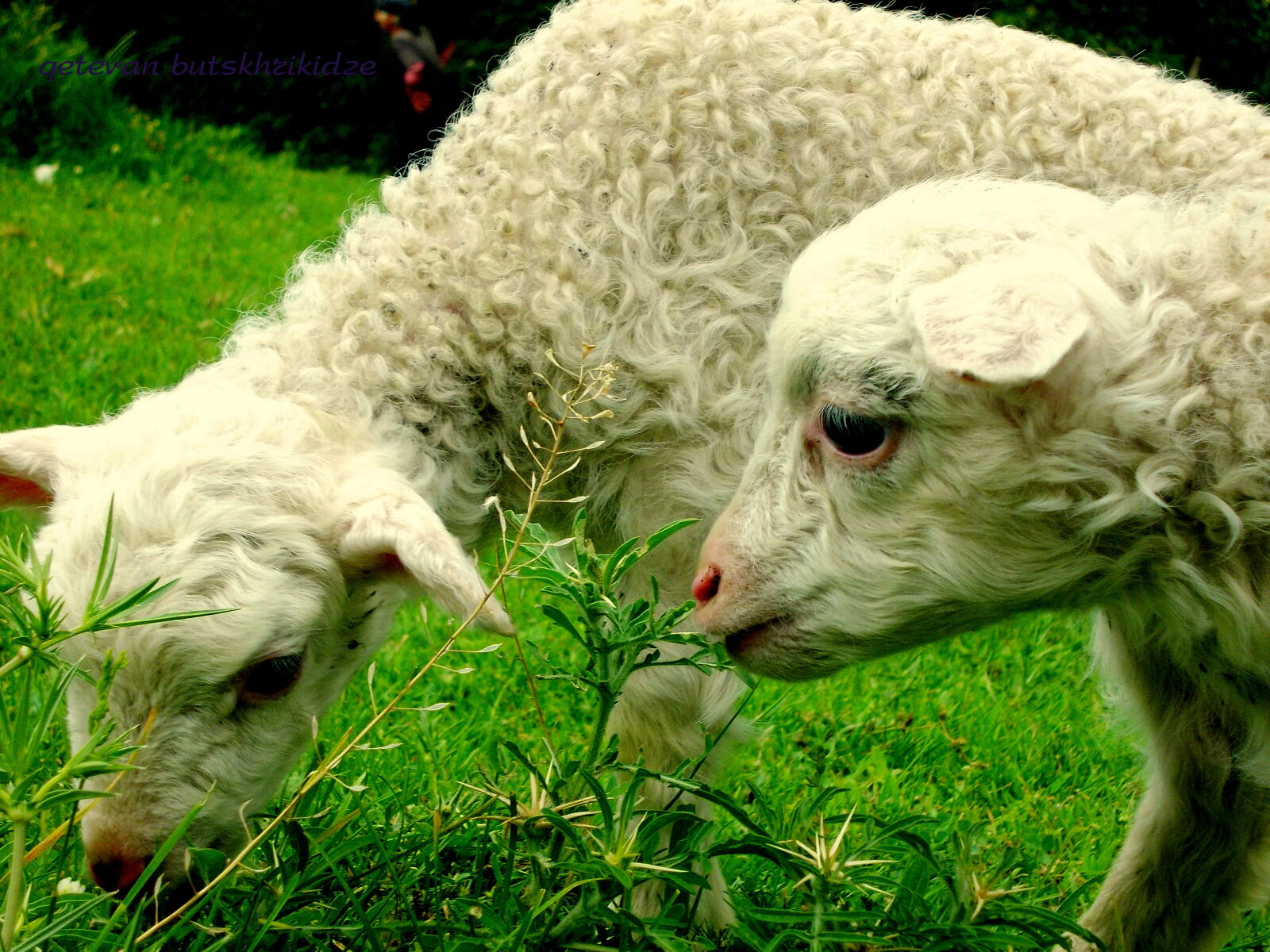 Nikon COOLPIX L25 sample photo. Animal, lamb photography