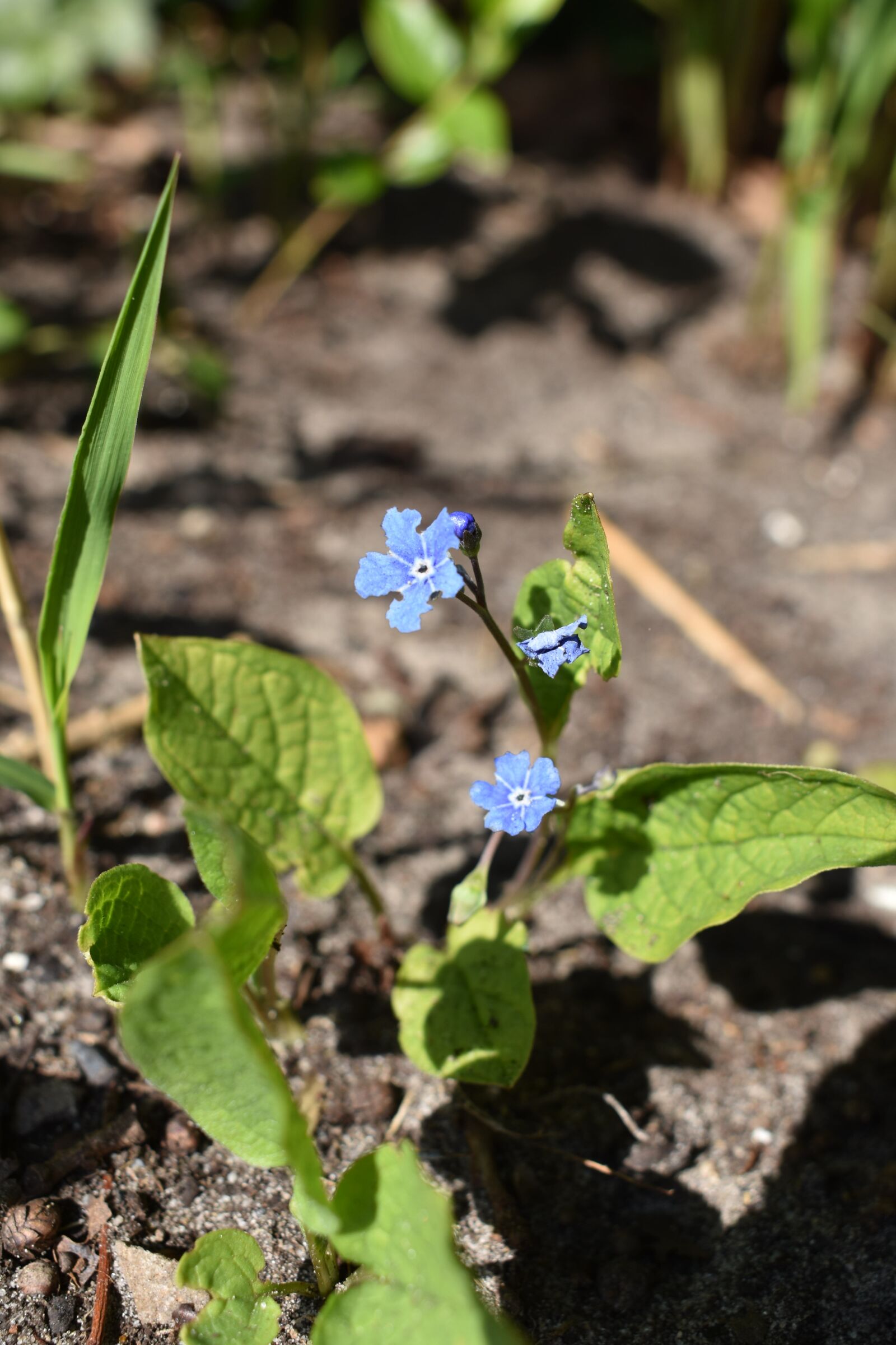 Nikon D3400 sample photo. Flower, blue, garden photography