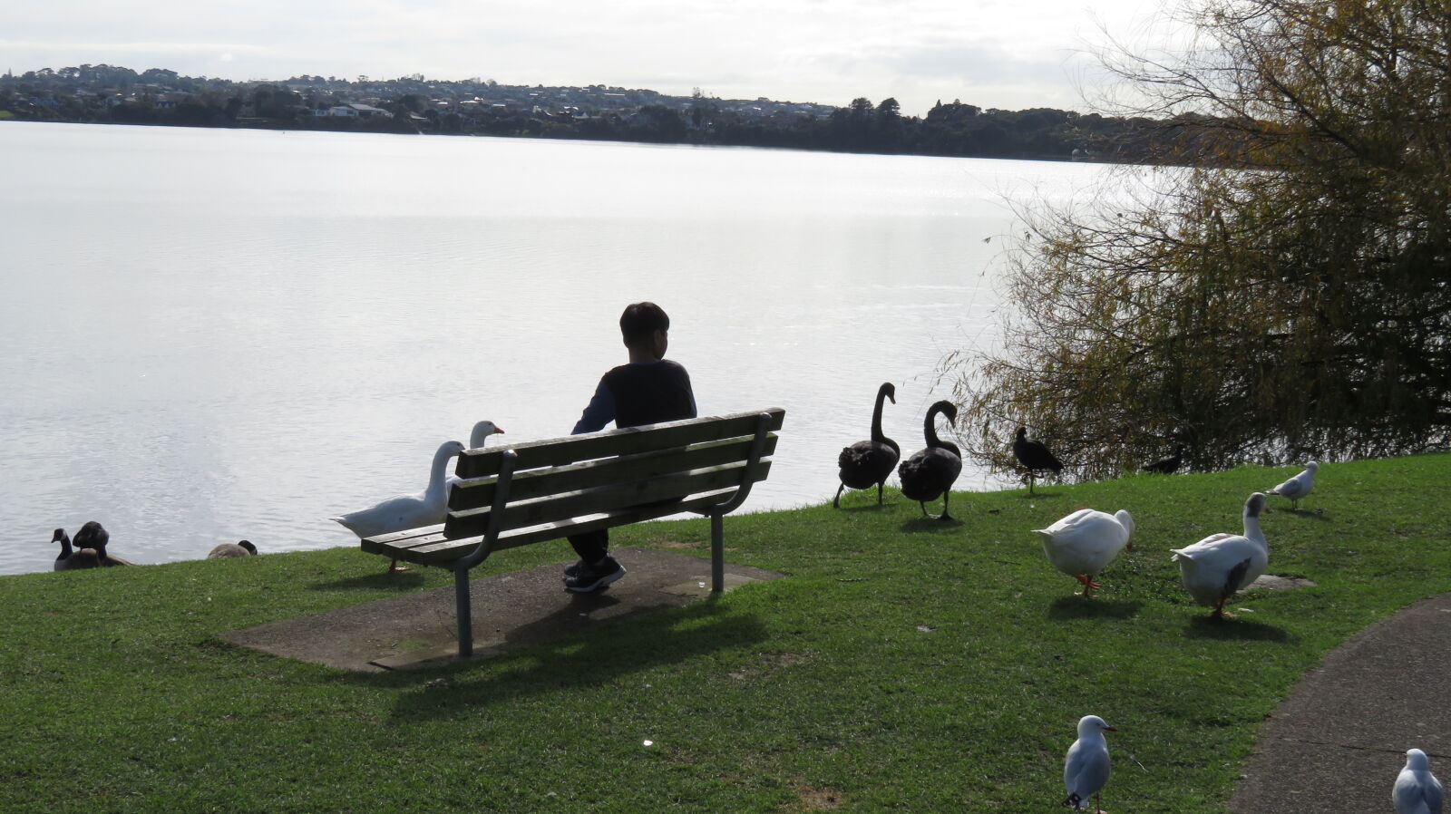 Canon PowerShot SX710 HS sample photo. Birds, boy, lake, relaxing photography