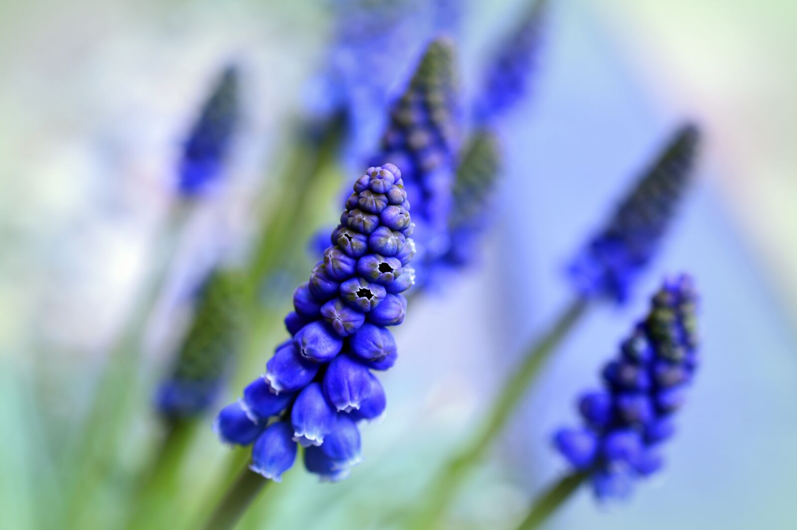 Nikon D3200 sample photo. Muscari, hyacinth, bergmaennchen photography