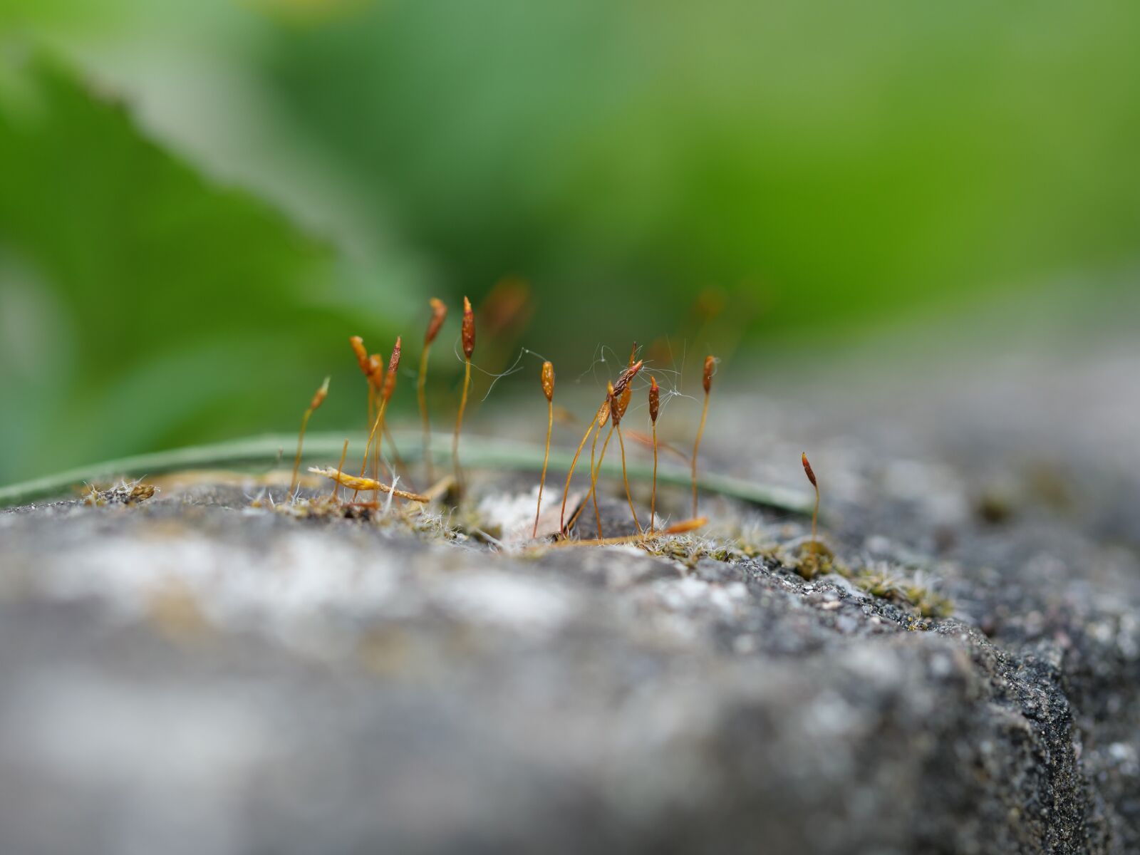 Panasonic Lumix DC-G9 sample photo. Macro, moss, nature photography