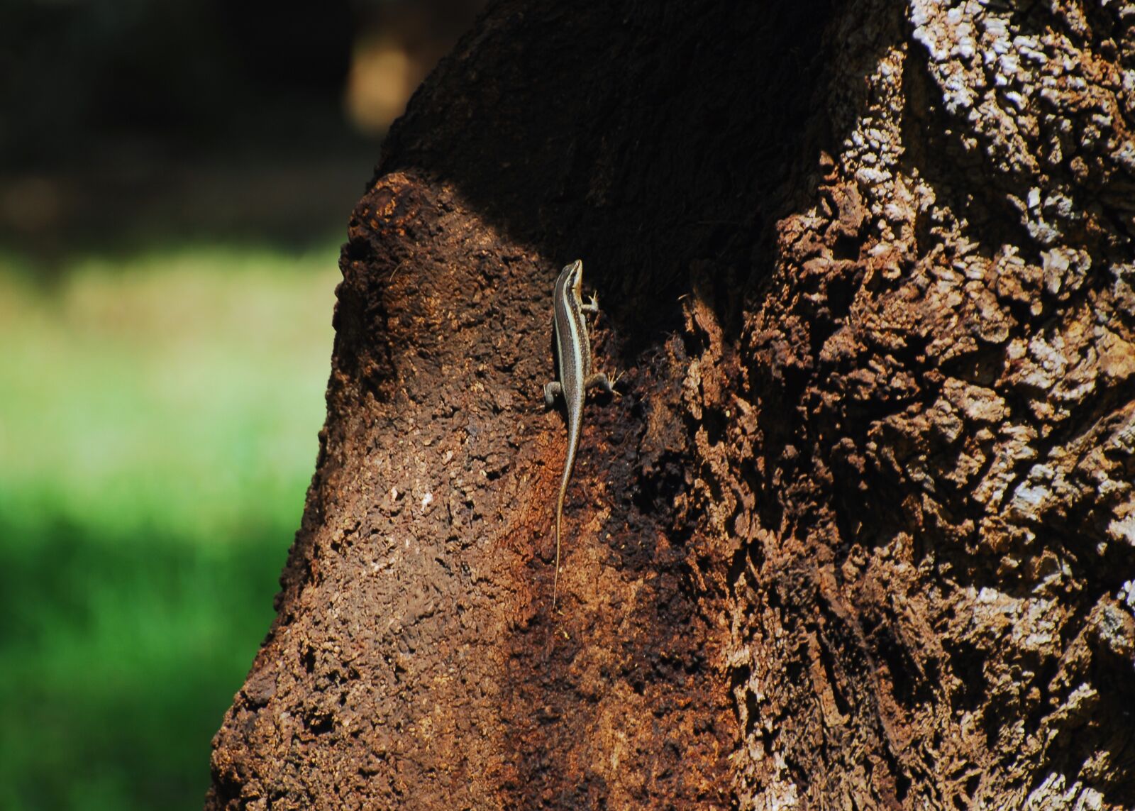 Nikon D200 sample photo. African striped skink, lizard photography