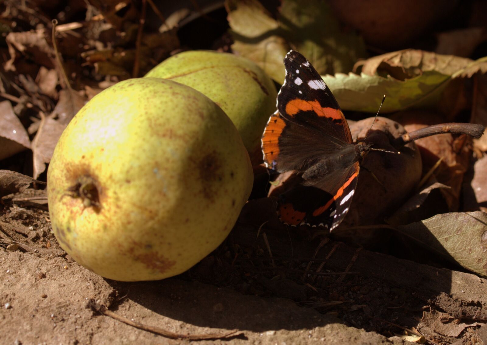 Canon EF-S 60mm F2.8 Macro USM sample photo. Butterfly, food, para photography