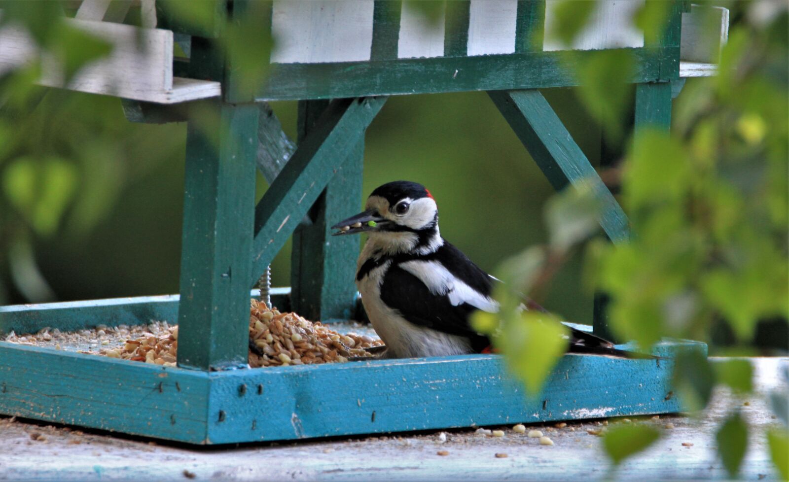 Tamron SP 150-600mm F5-6.3 Di VC USD sample photo. Great spotted woodpecker, feeding photography