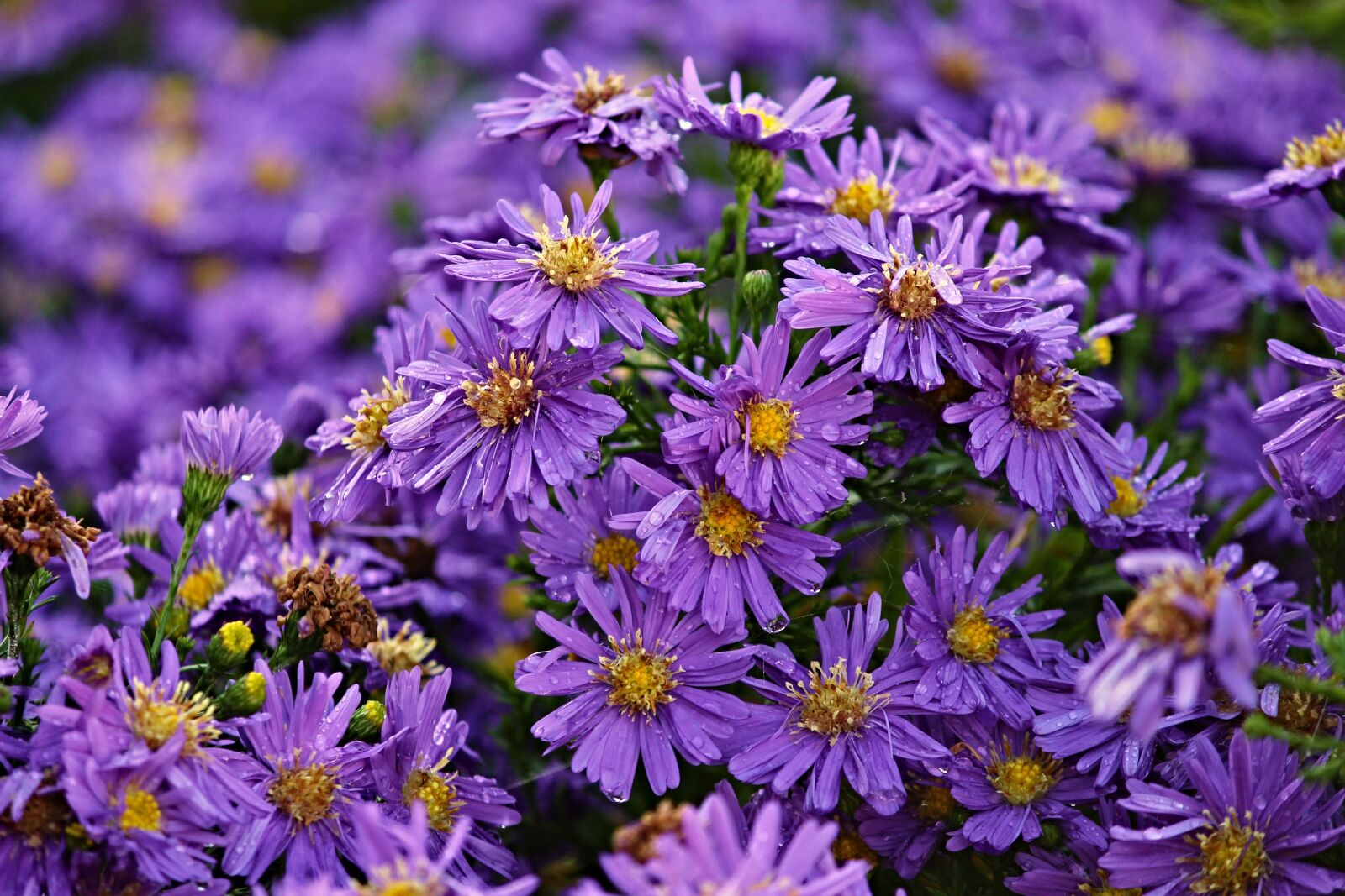Canon EOS 1100D (EOS Rebel T3 / EOS Kiss X50) sample photo. Herbstastern, asters, autumn photography
