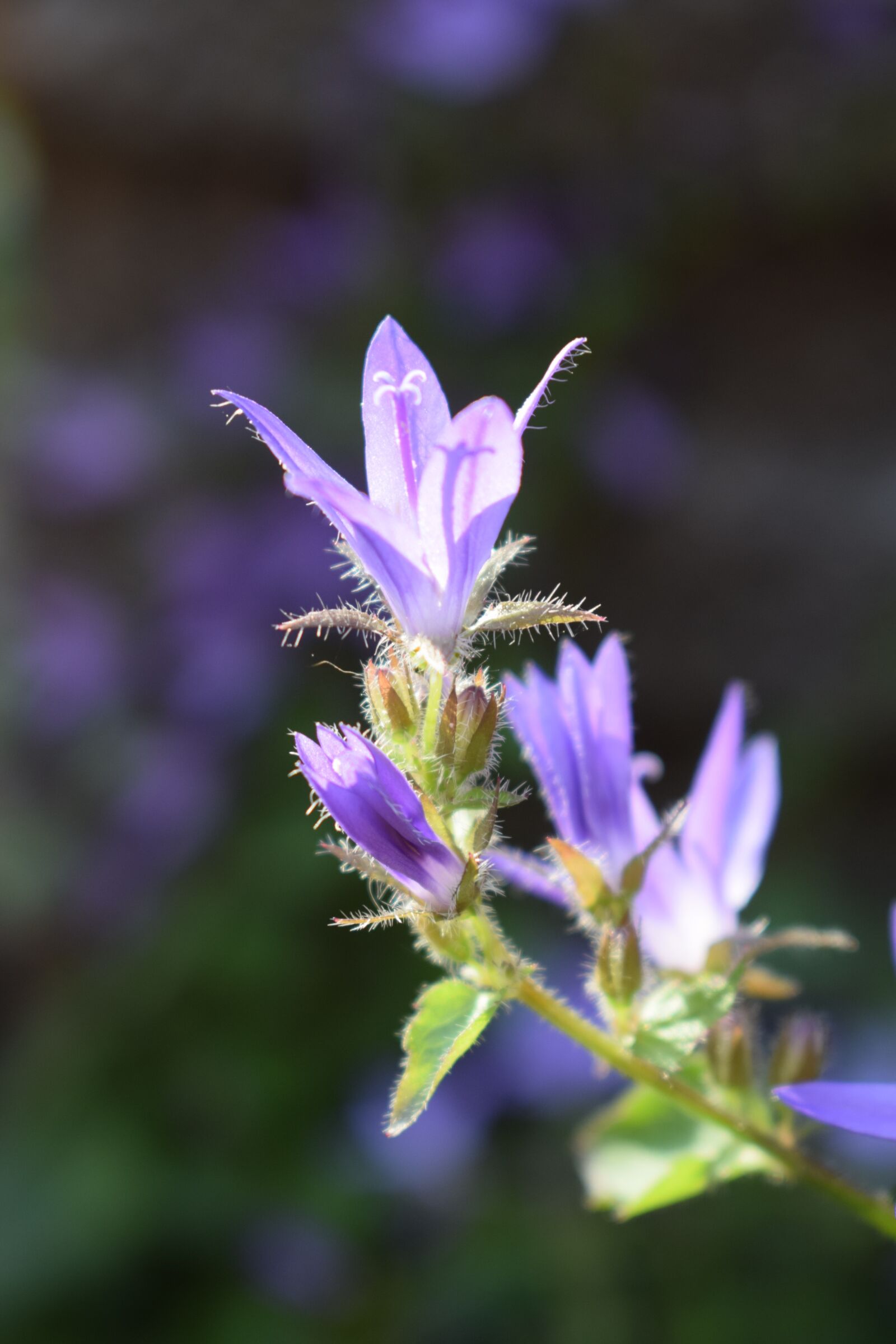 Nikon D5300 sample photo. Blossom, bloom, bellflower photography