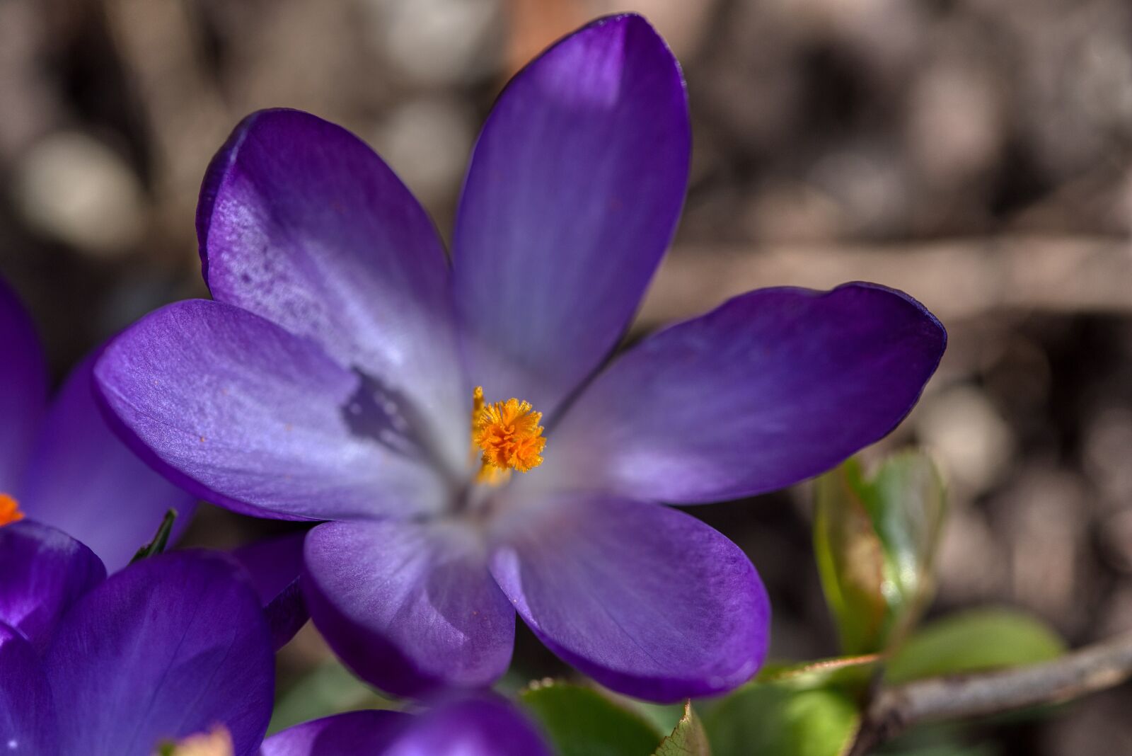 Nikon D750 sample photo. Crocus, spring flower, violet photography