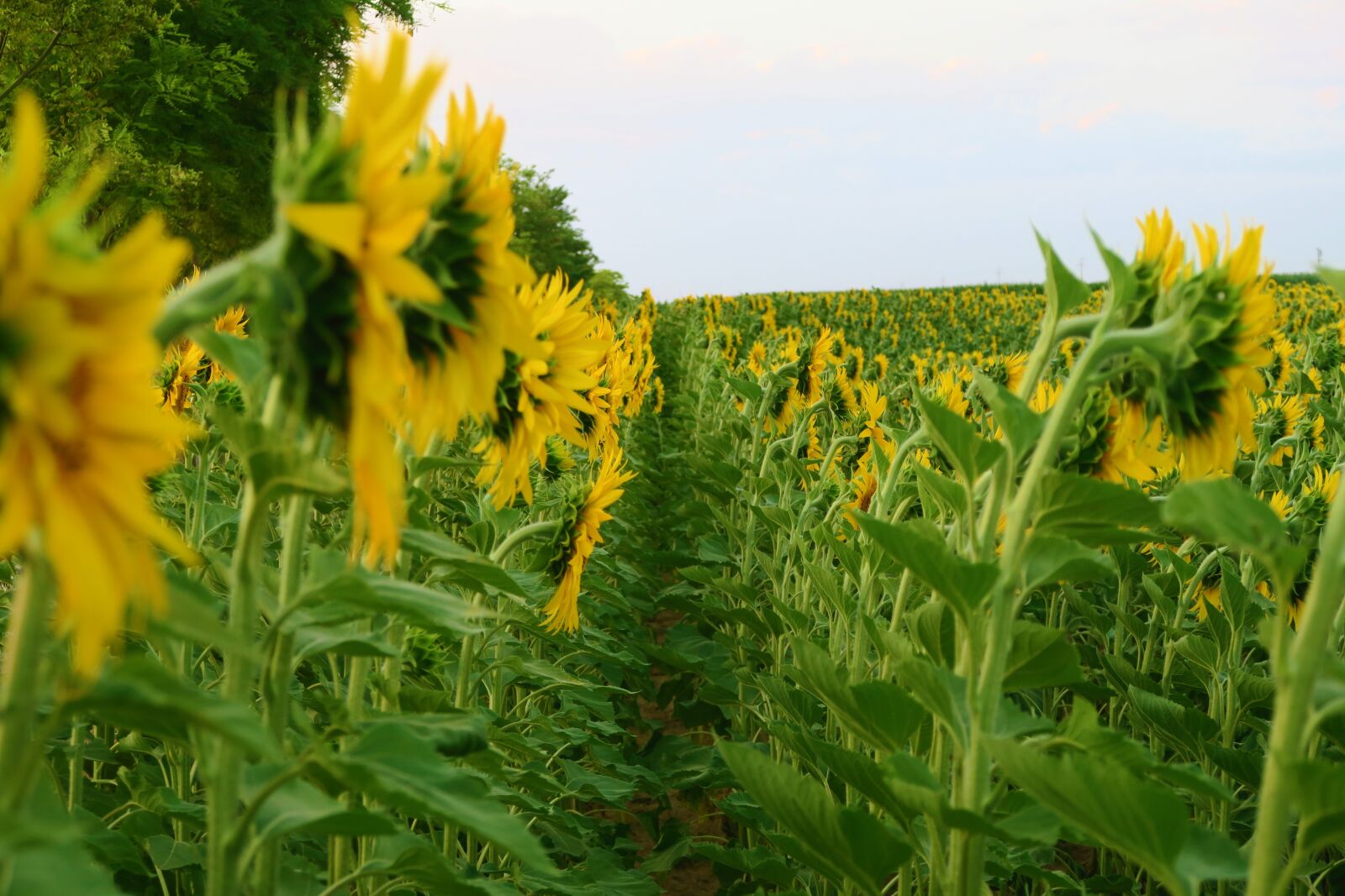 Canon PowerShot G7 X sample photo. Sunflower, plant, flower photography