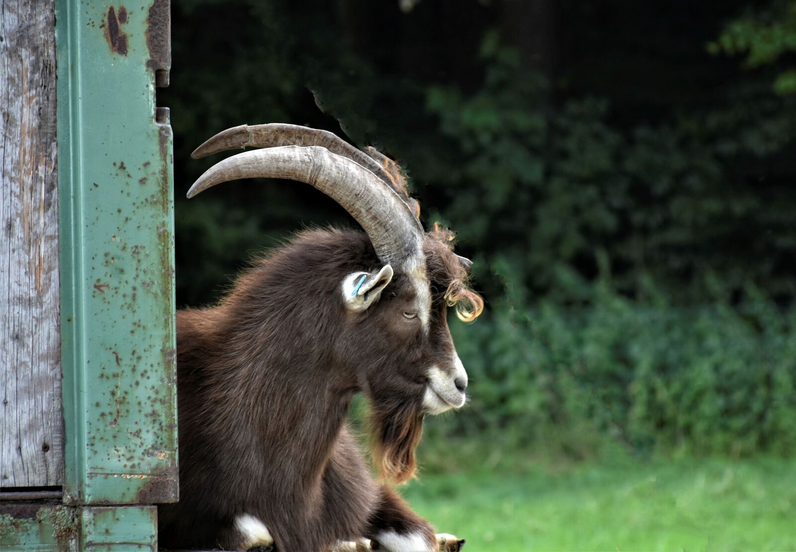 Nikon D7200 sample photo. Goat, billy goat, horns photography
