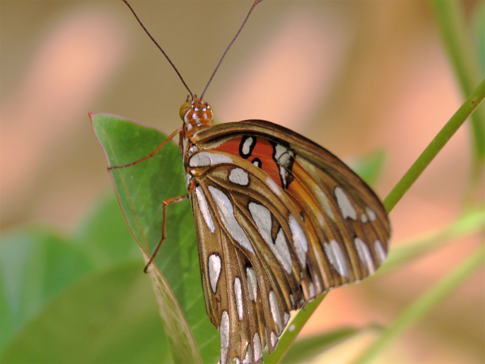 Canon PowerShot SX60 HS sample photo. Insect, butterfly, up close photography