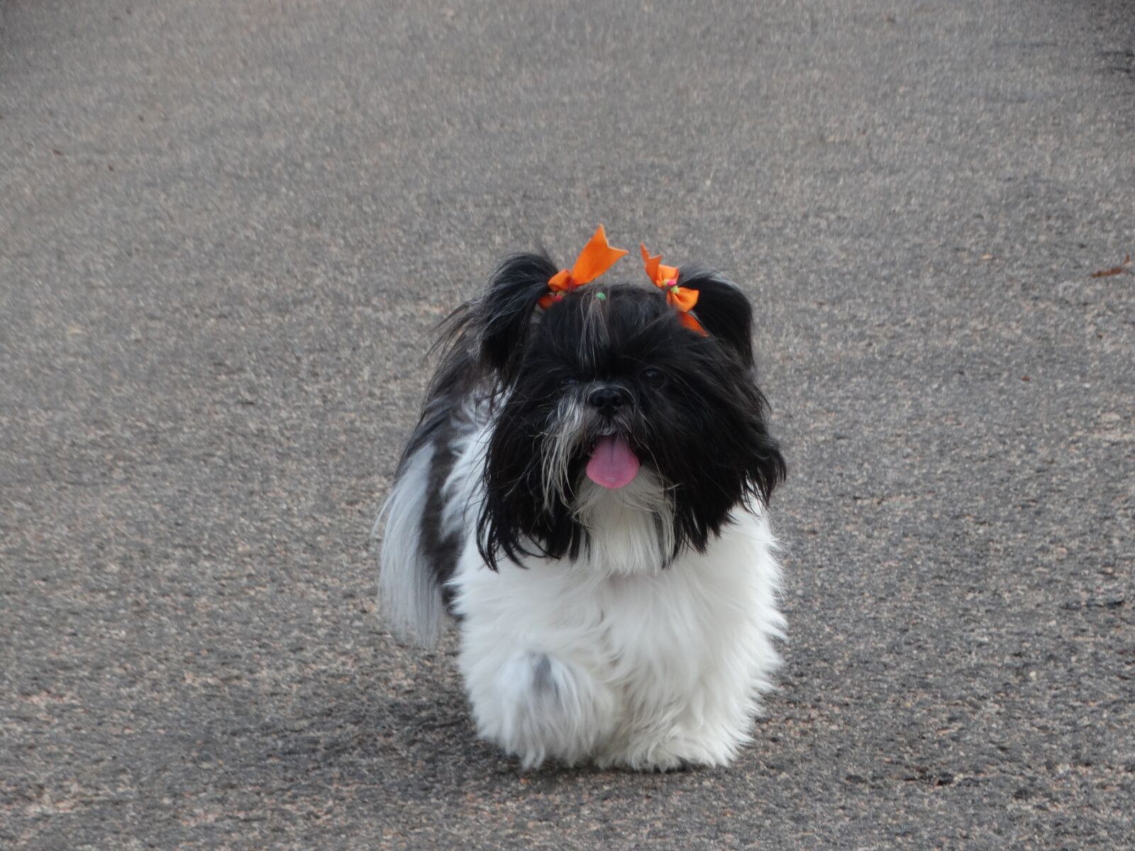 Sony Cyber-shot DSC-HX300 sample photo. Shih-tzu, dog, puppy photography