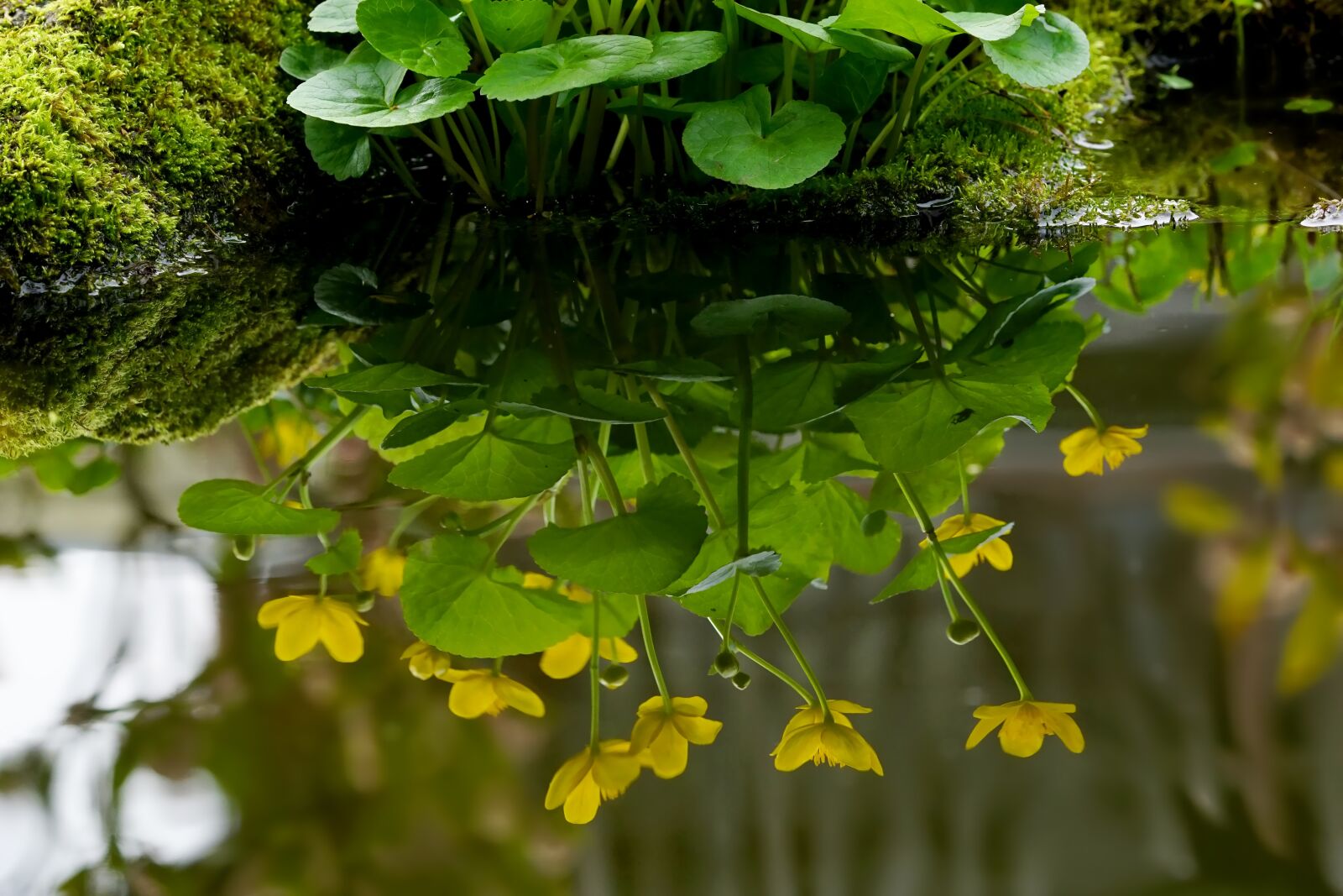 Sony a6000 + Sony FE 90mm F2.8 Macro G OSS sample photo. Plant, nature, water reflection photography