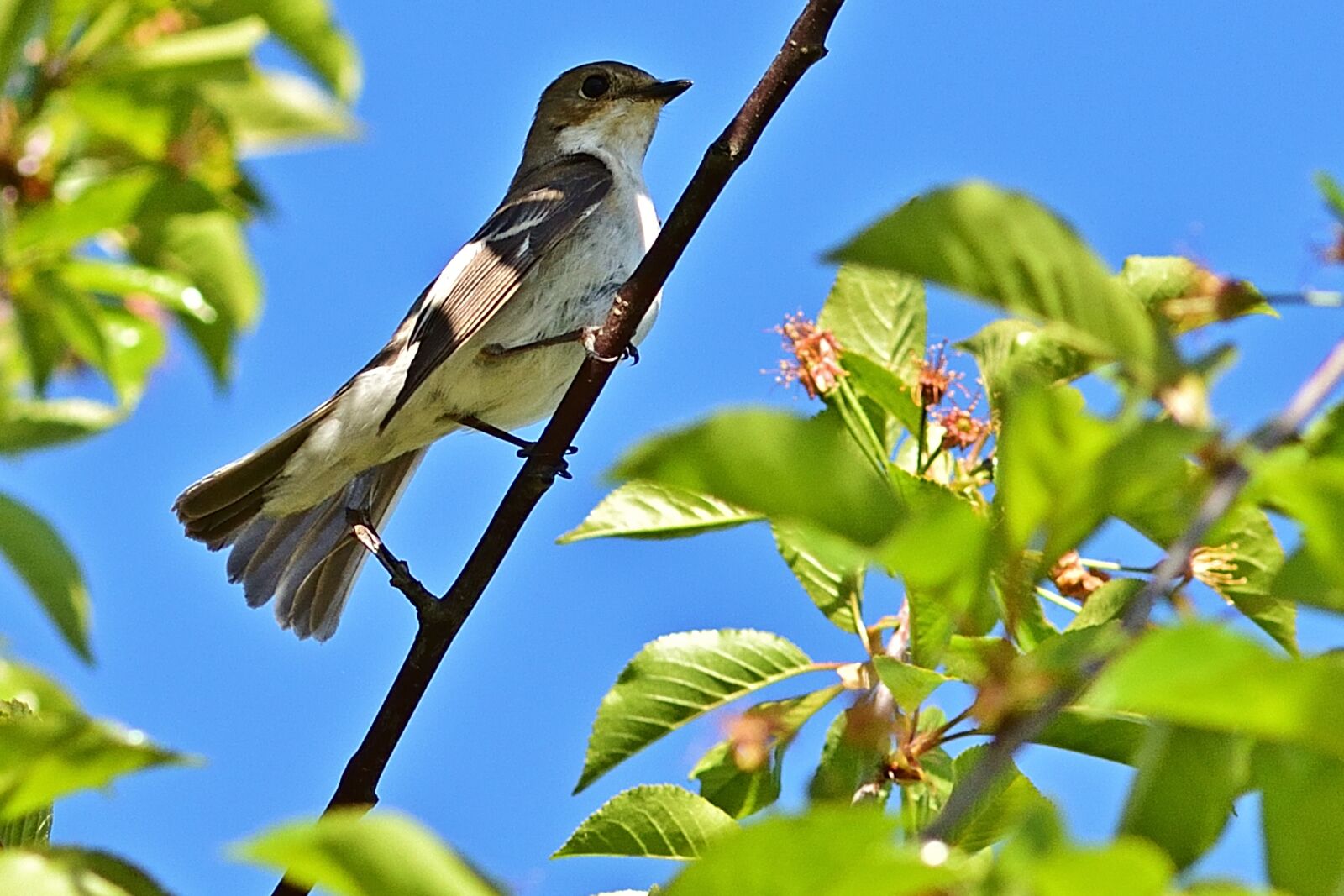Nikon D5200 sample photo. Pied flycatcher, songbird, cute photography