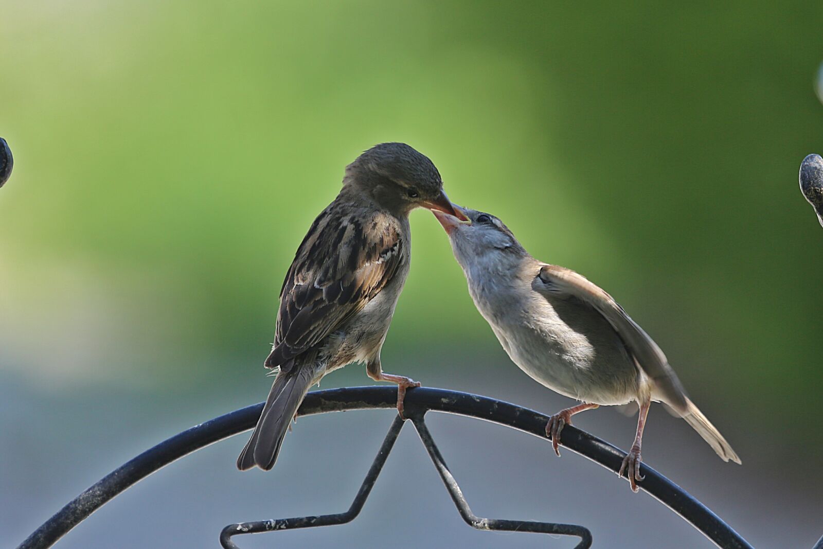Canon EF 100-400mm F4.5-5.6L IS USM sample photo. Meal, feed, bird photography