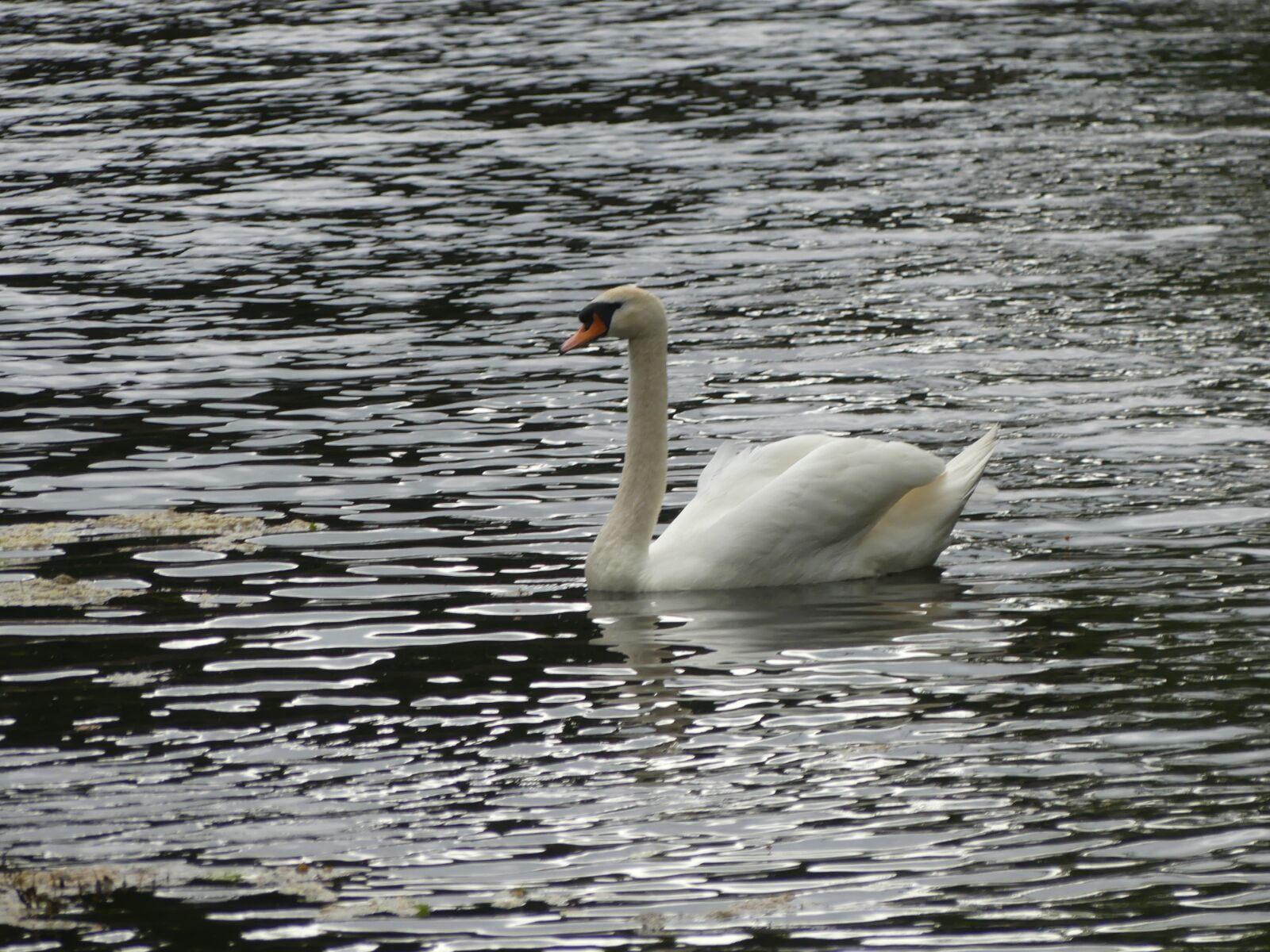 Panasonic Lumix DMC-FZ300 sample photo. Swan, mirroring, pond photography