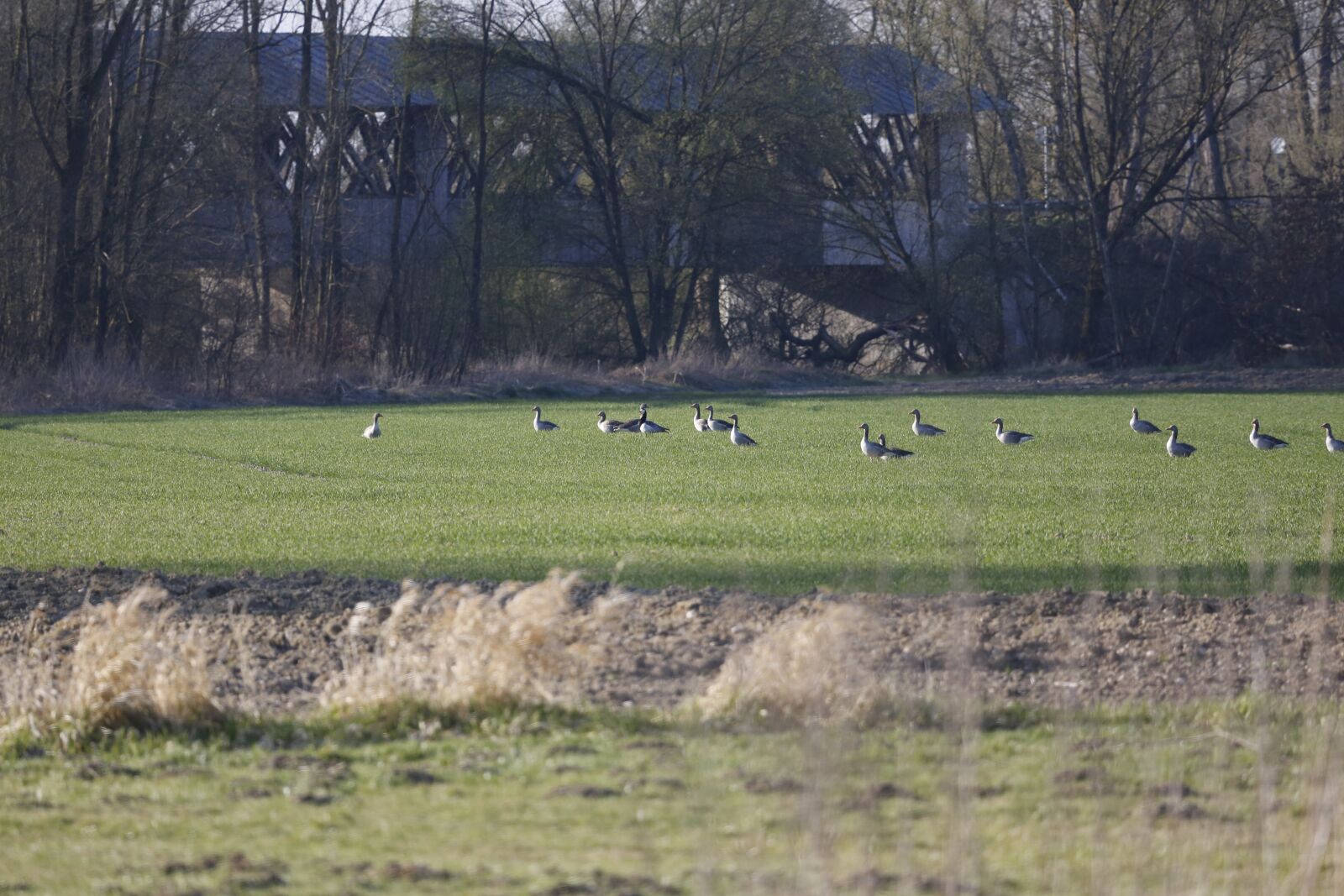 Canon EF 100-400mm F4.5-5.6L IS USM sample photo. Geese, grey geese, wild photography