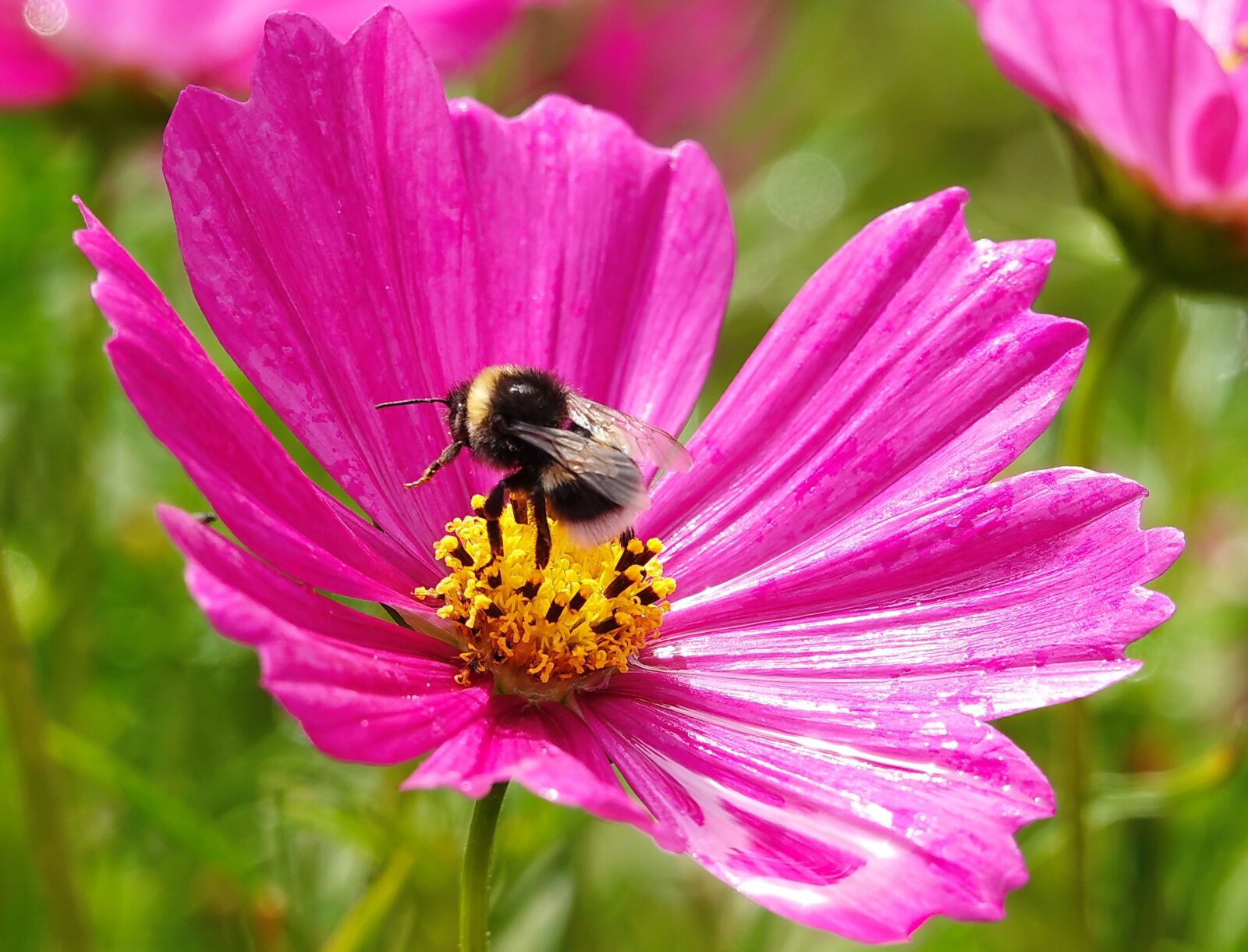 Sony Cyber-shot DSC-RX10 IV sample photo. Bumblebee, flower, malva photography