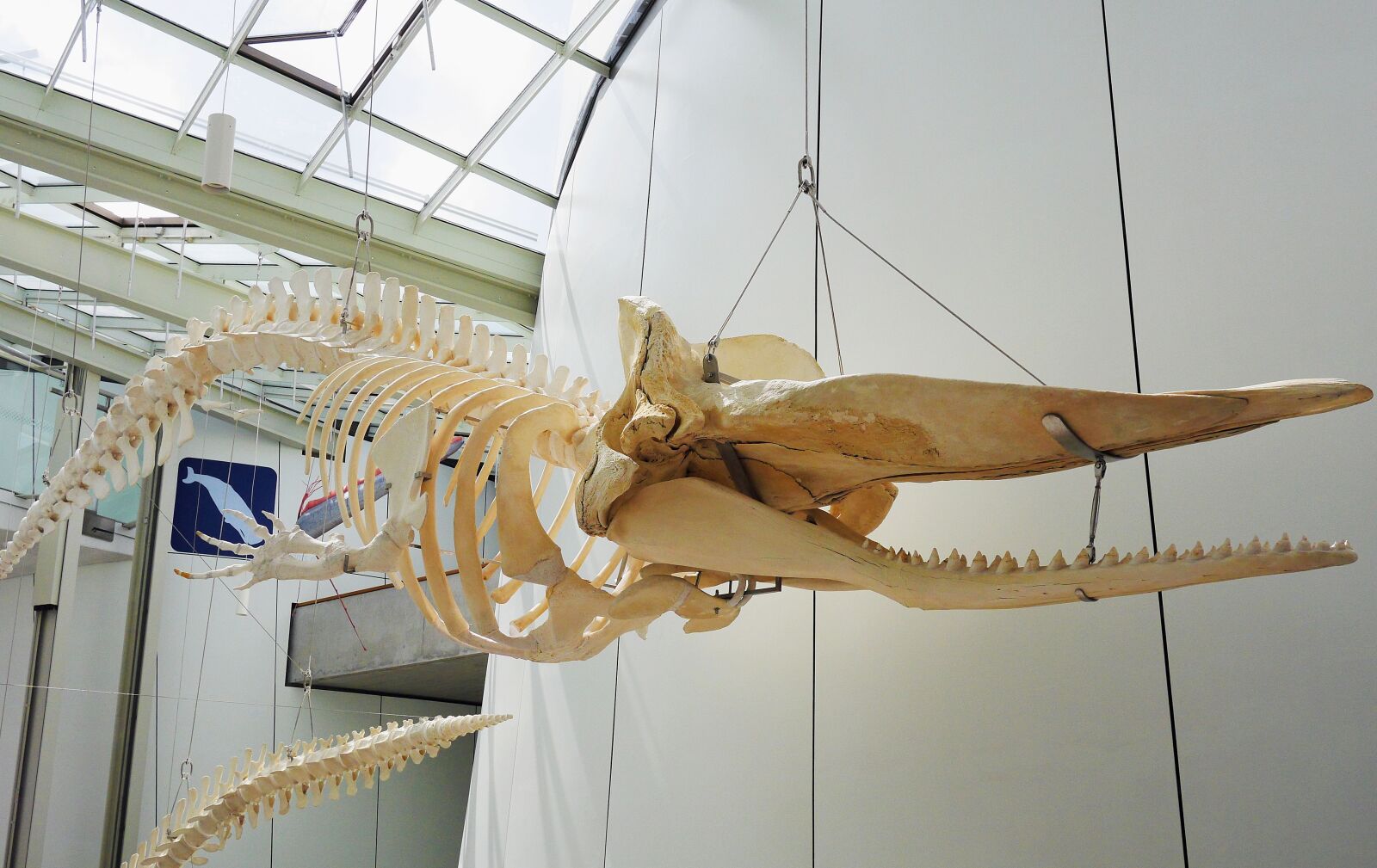 Panasonic Lumix DMC-GH3 sample photo. Whale skeleton, hanging, exhibition photography