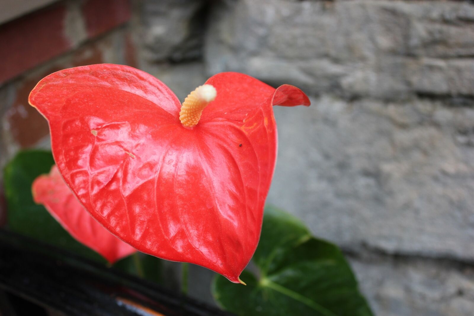 Canon EOS 550D (EOS Rebel T2i / EOS Kiss X4) sample photo. Red, flower, green photography