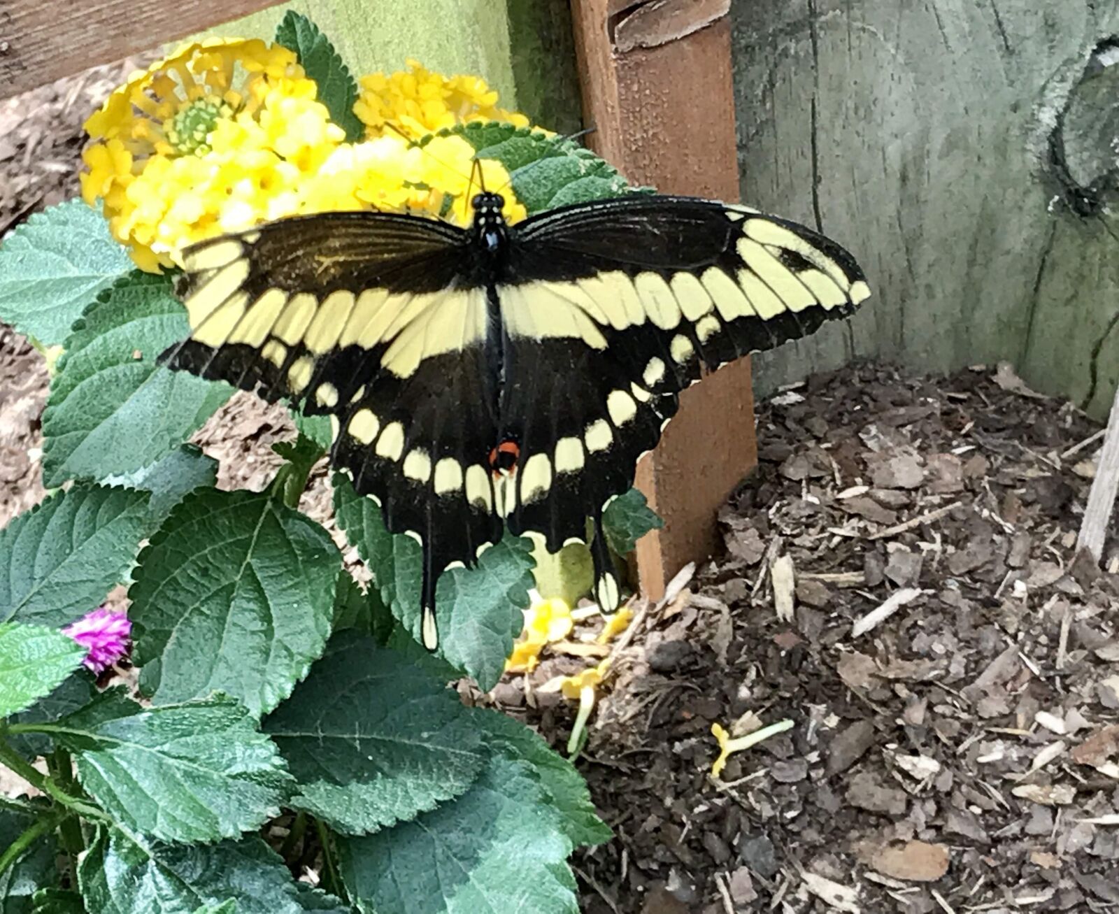 iPhone 7 back camera 3.99mm f/1.8 sample photo. Butterfly, botanical, nature photography