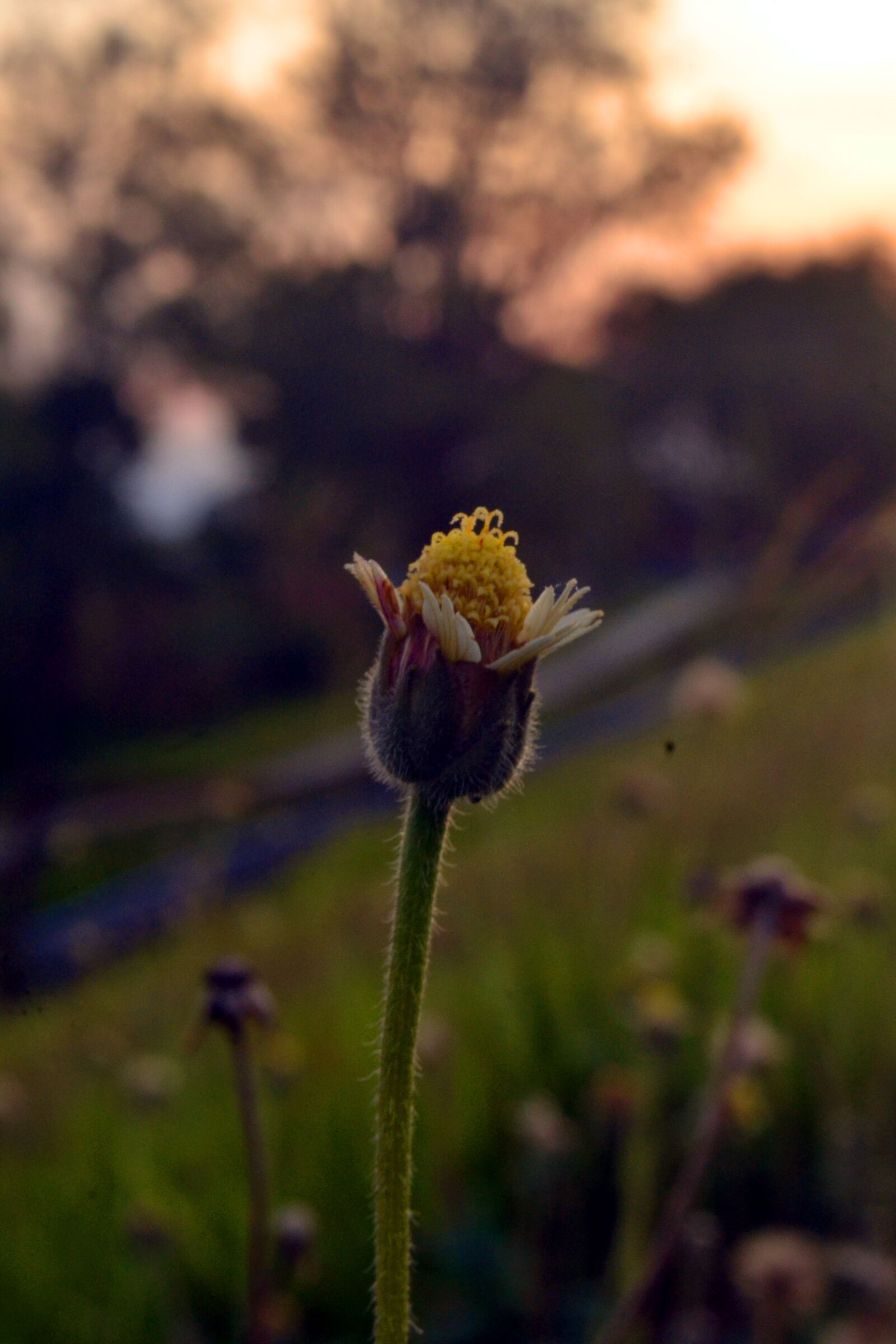Nikon D3100 sample photo. Flowers, twilight, afternoon photography
