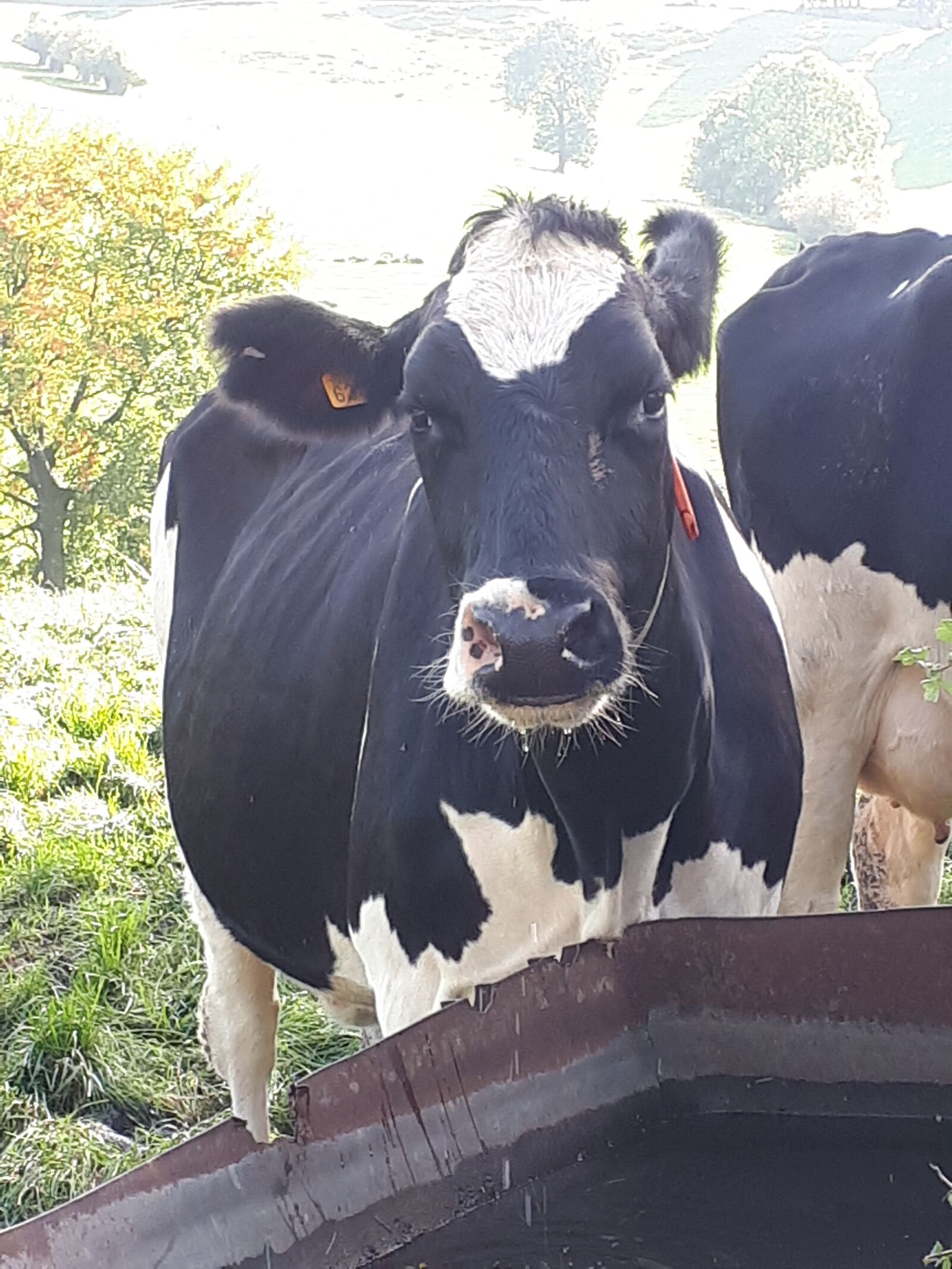 Samsung Galaxy A5(2017) sample photo. Cow, animals, farm animals photography