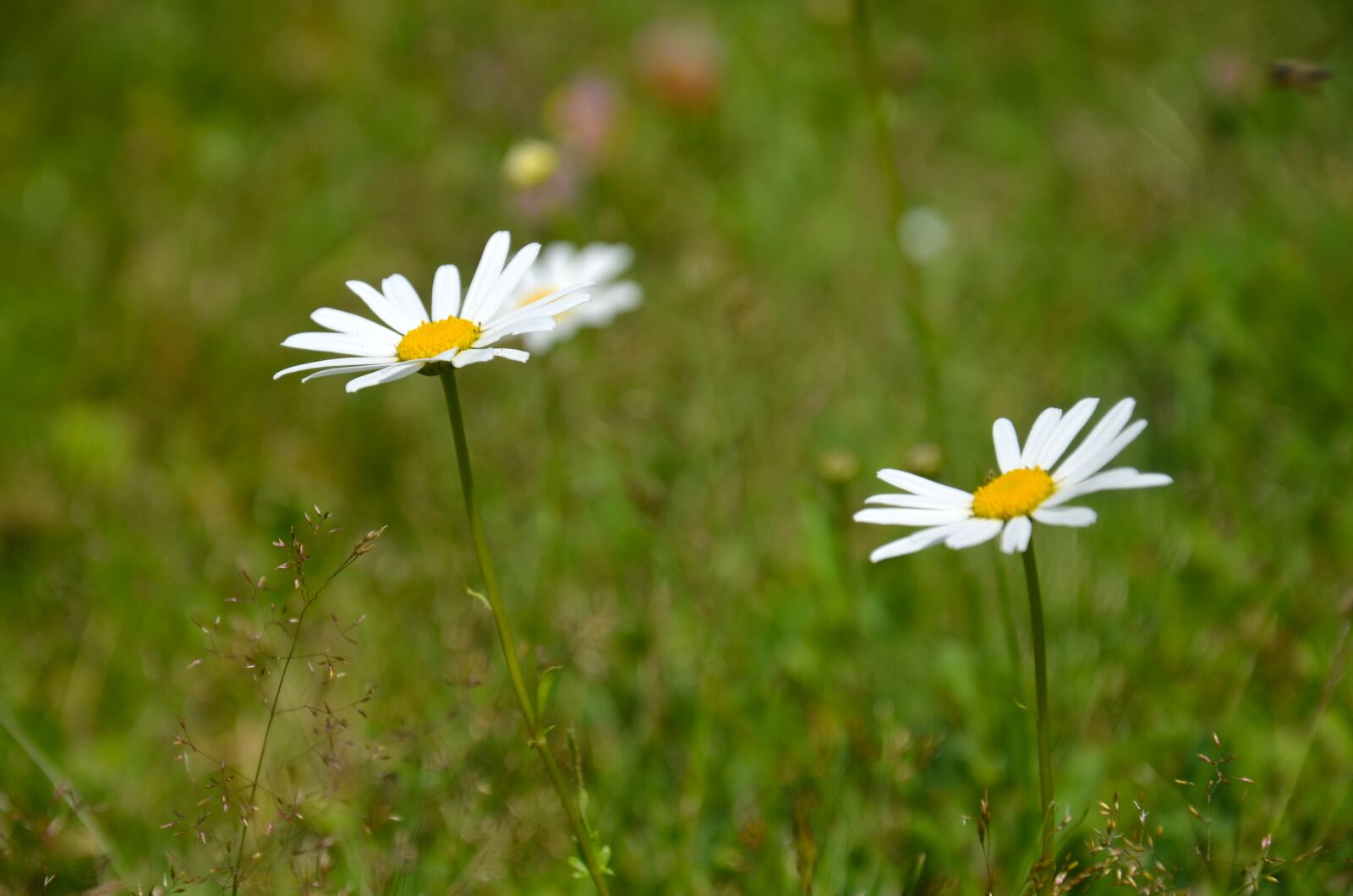 Nikon D5100 sample photo. Flower, keywords fotomontáž, meadow photography
