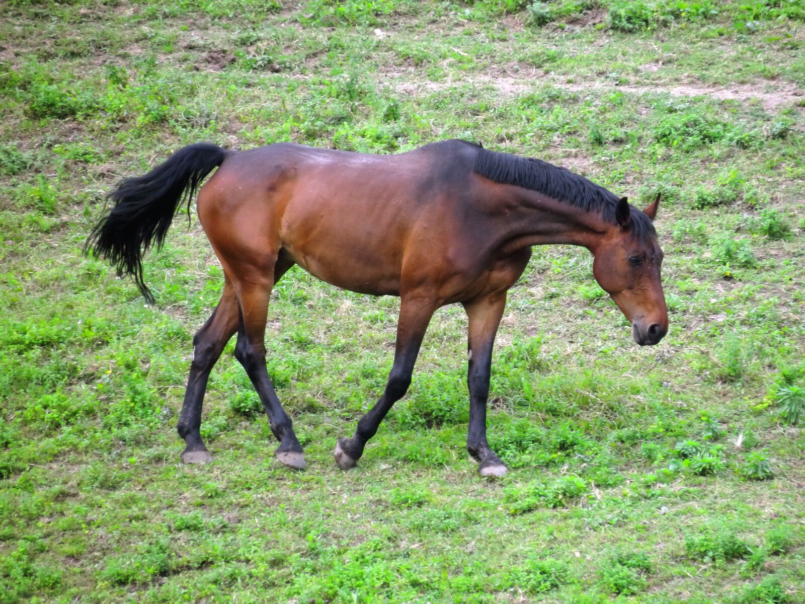 Canon PowerShot SX40 HS sample photo. Grass, pasture, baio photography