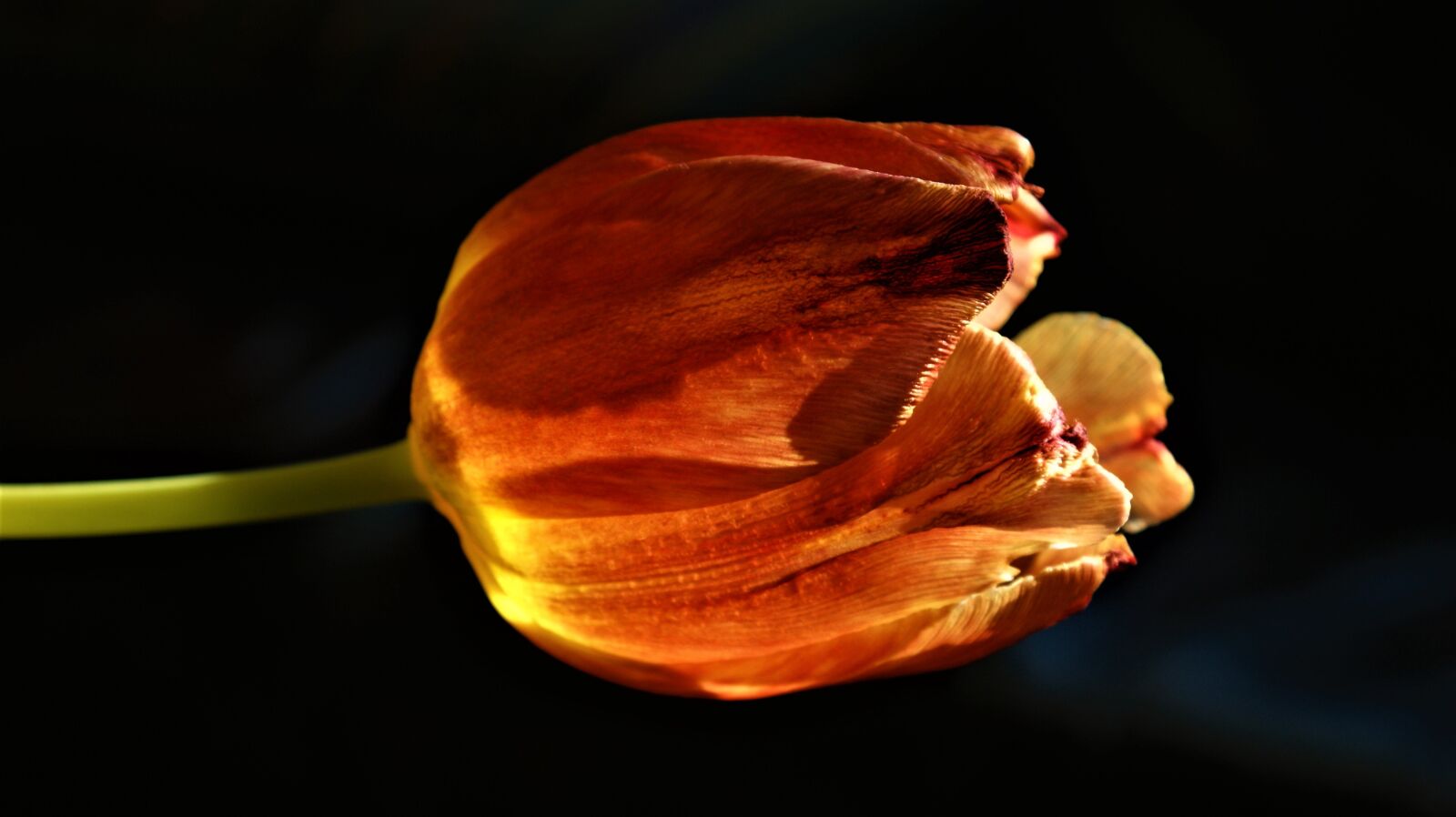 Sony Alpha DSLR-A350 sample photo. Tulips, spring, flowers photography