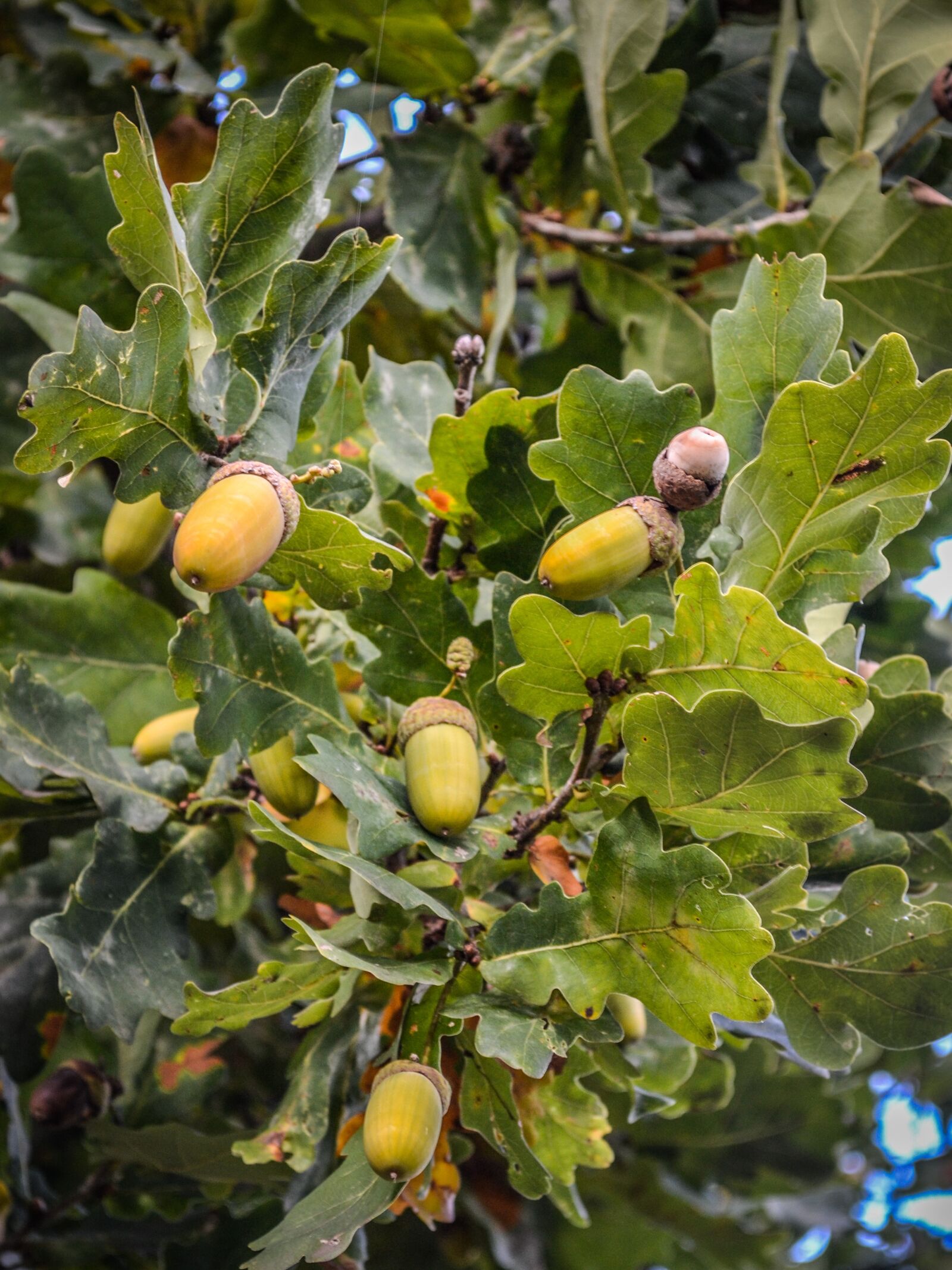 Nikon D3100 sample photo. Acorns, oak, autumn photography