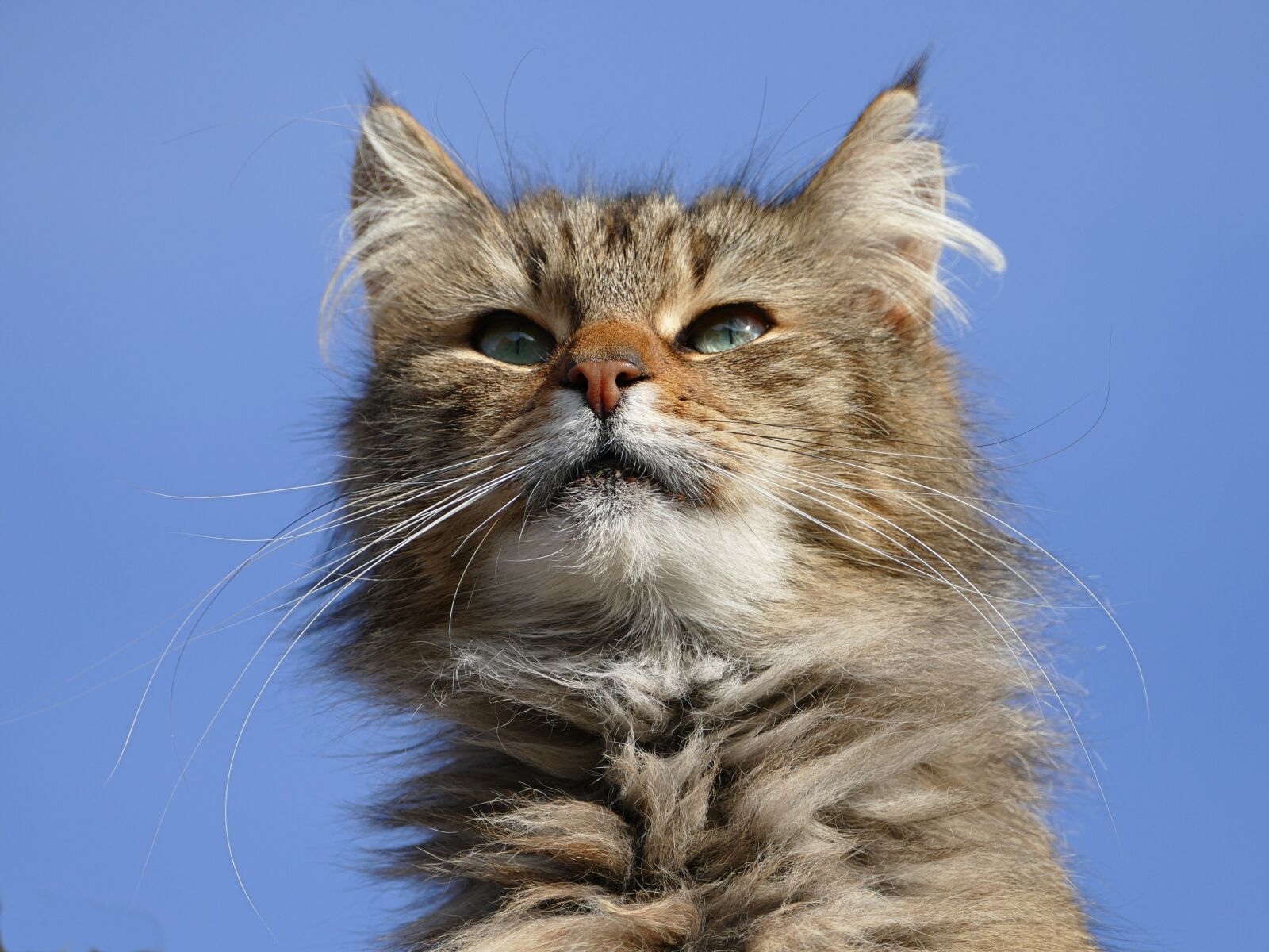 Panasonic Lumix DMC-FZ1000 sample photo. Cat, alley cat, animal photography