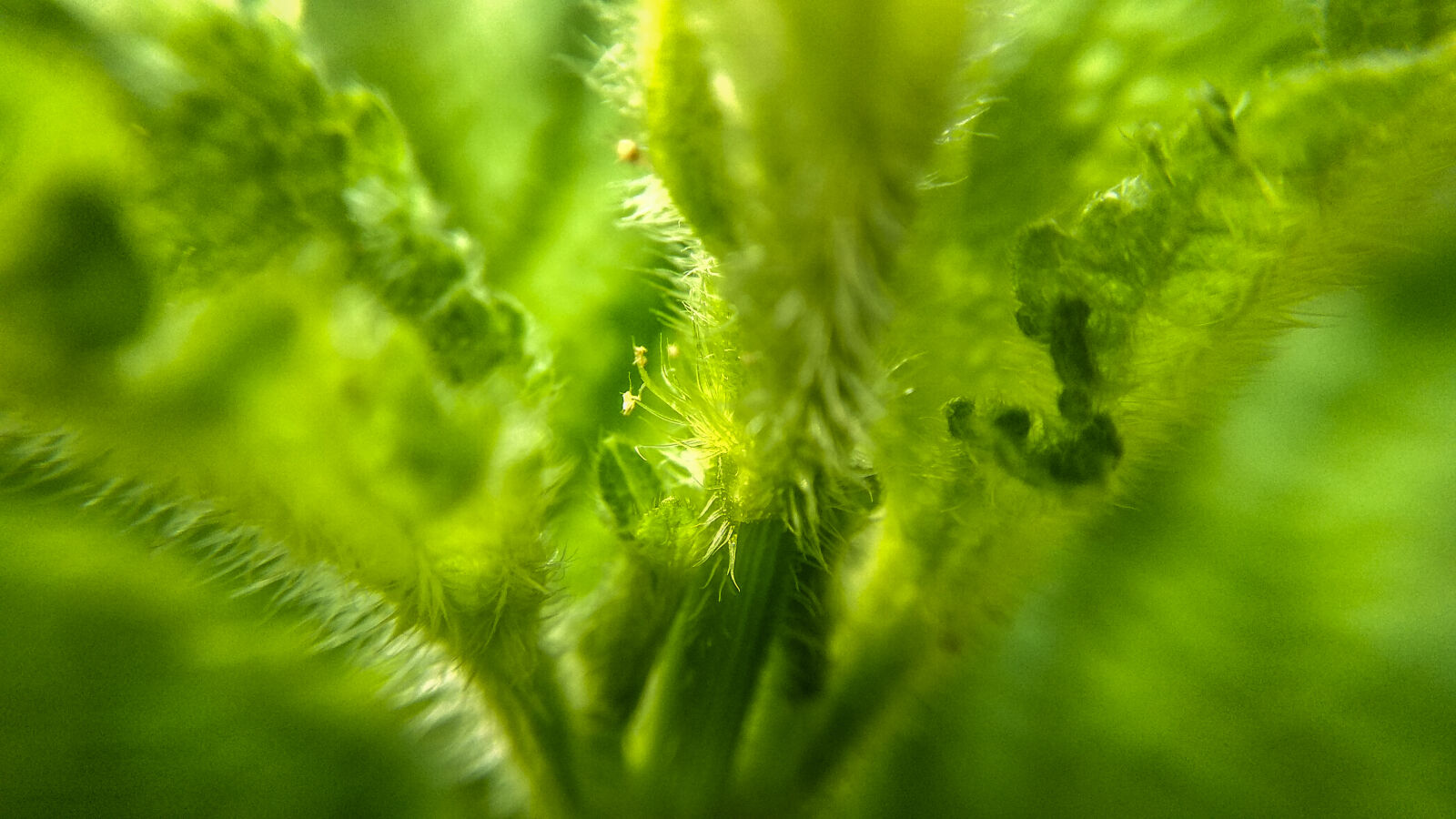Xiaomi Redmi Note 4 sample photo. Green, leaf, macro, macro photography