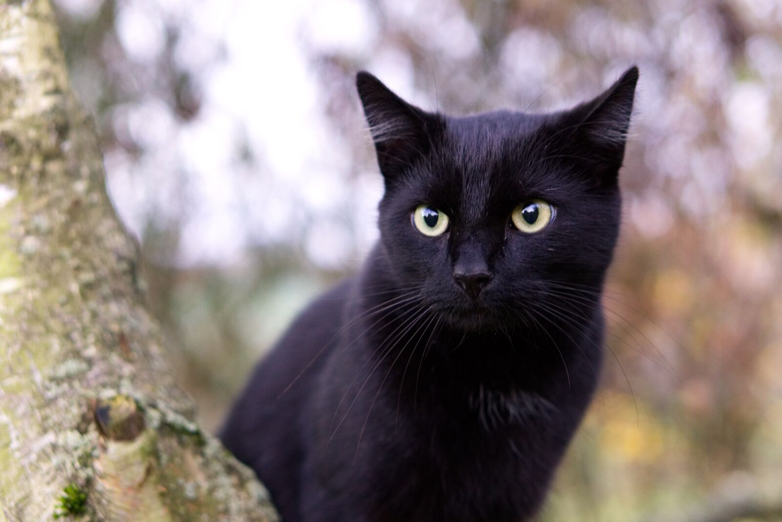 E 50mm F1.8 OSS sample photo. Cat, tree, climb photography