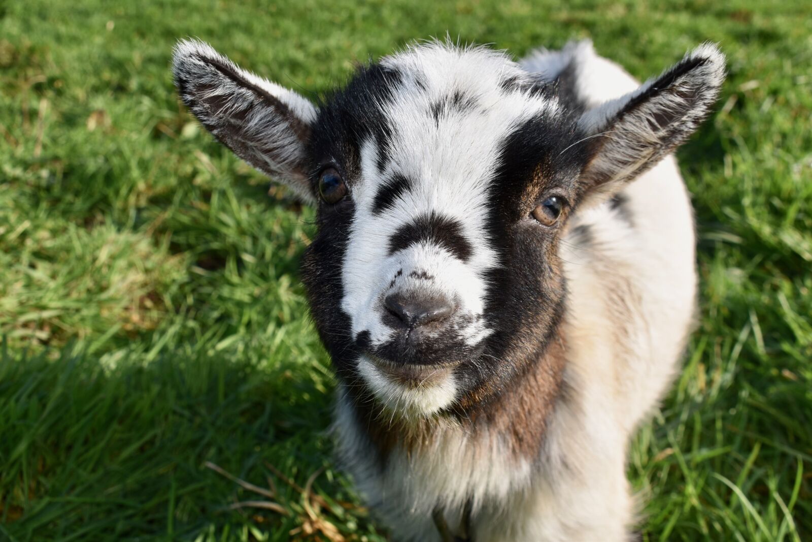 Nikon D5600 sample photo. Goat, baby goat, kid photography