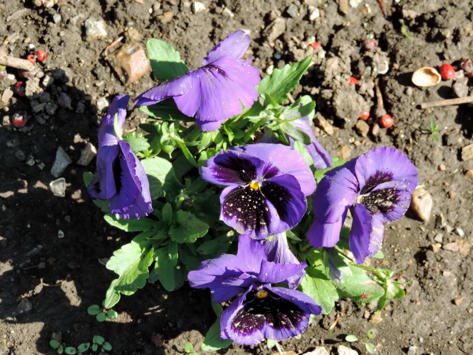 Nikon Coolpix P520 sample photo. Flower garden, flowers, petunia photography